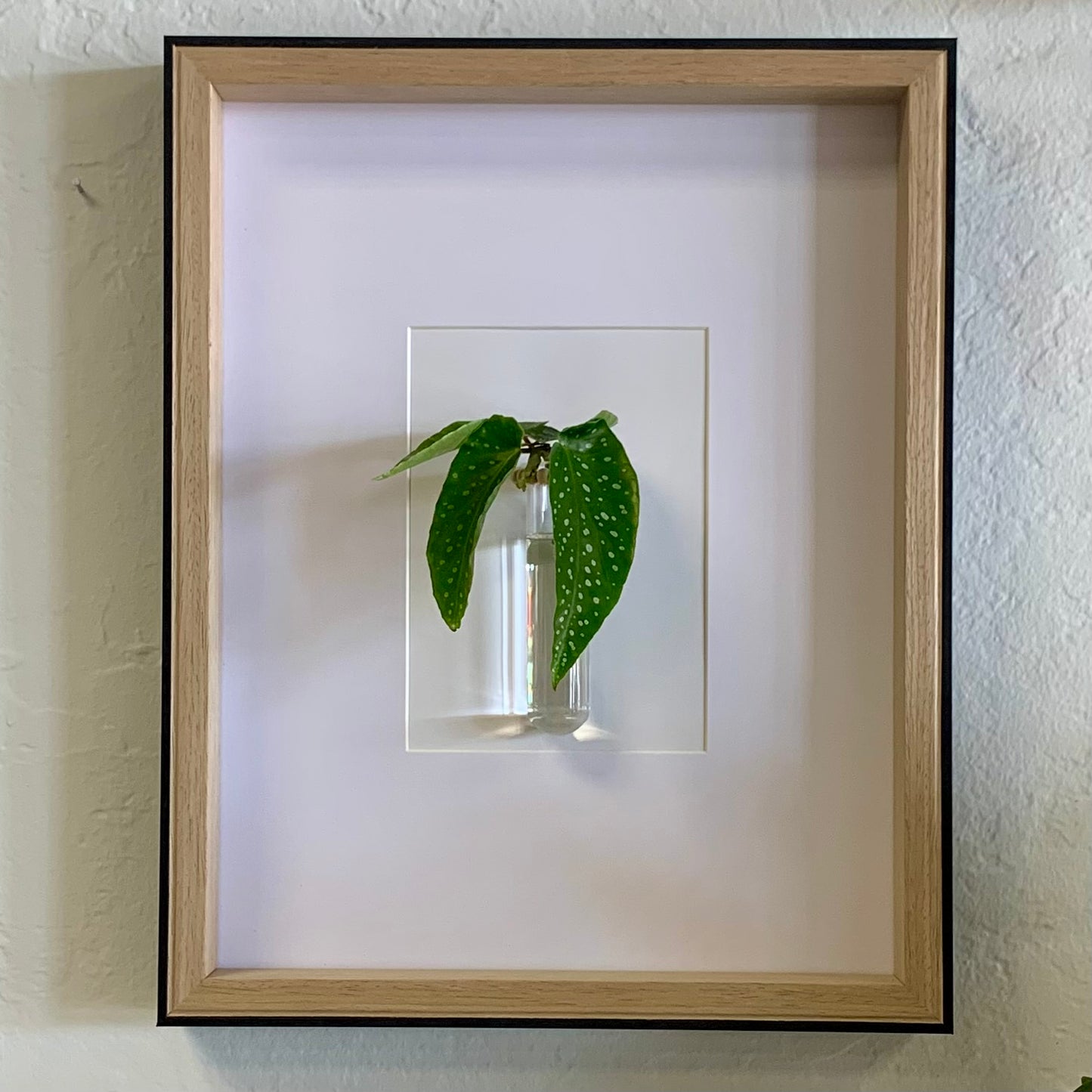 Living Art Frame w/ Cutting