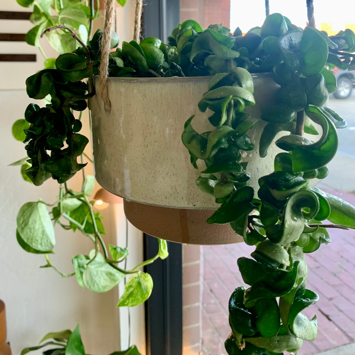 Hoya Compacta "Hindu Rope"