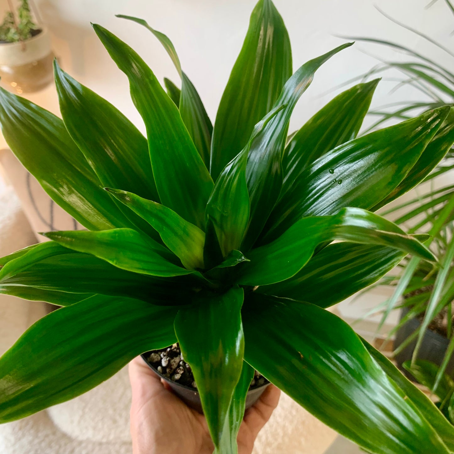 Dracaena "Janet Craig Compacta"