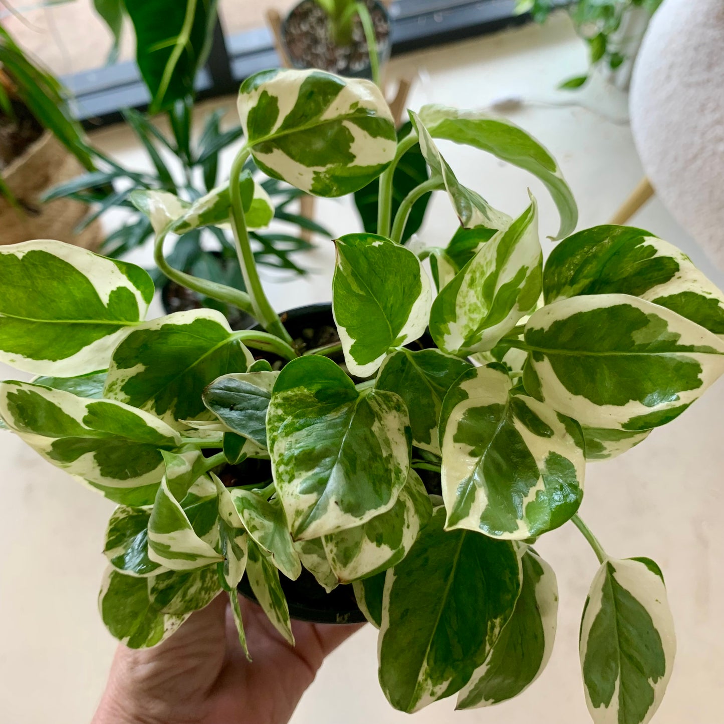 Pearls and Jade Pothos