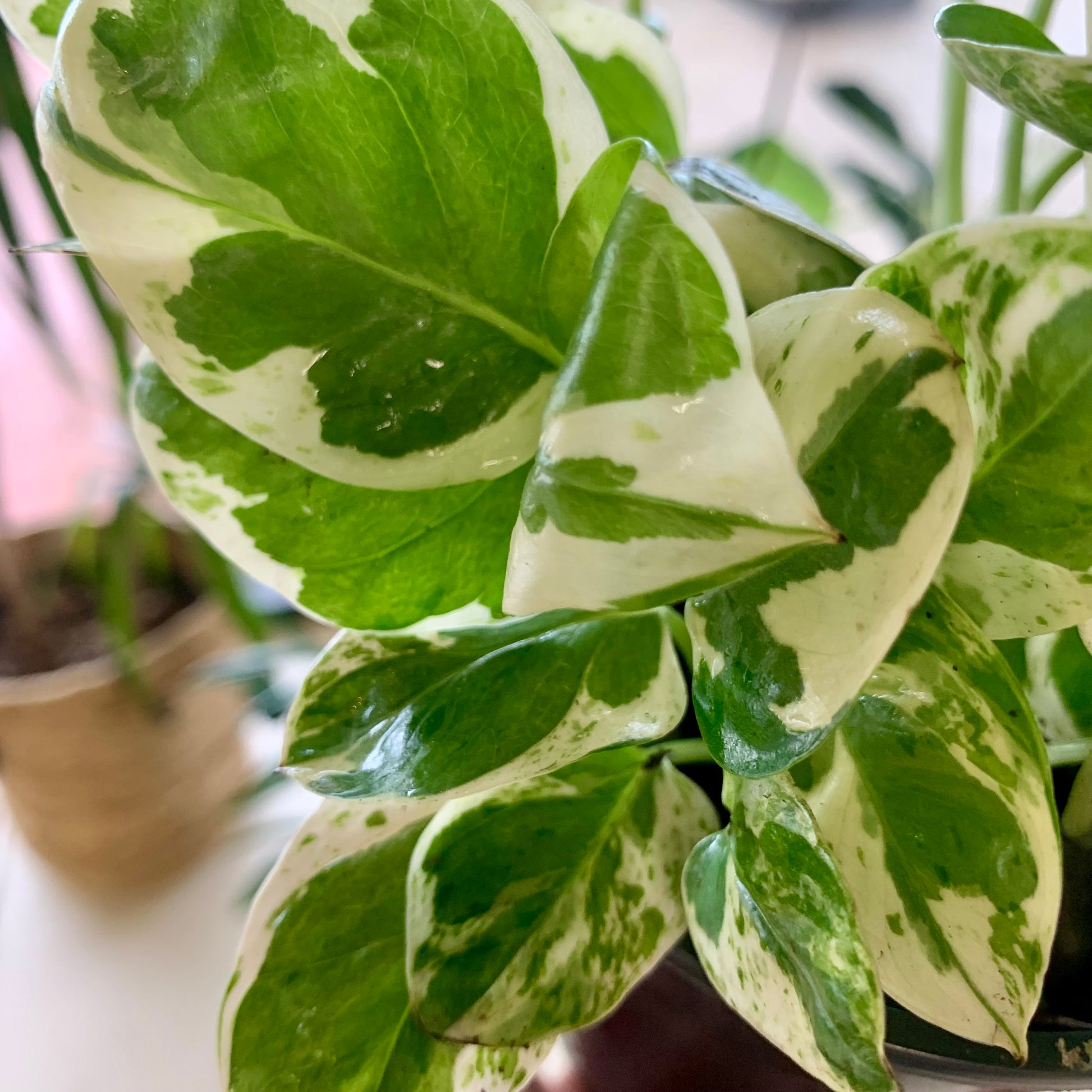 Pearls and Jade Pothos