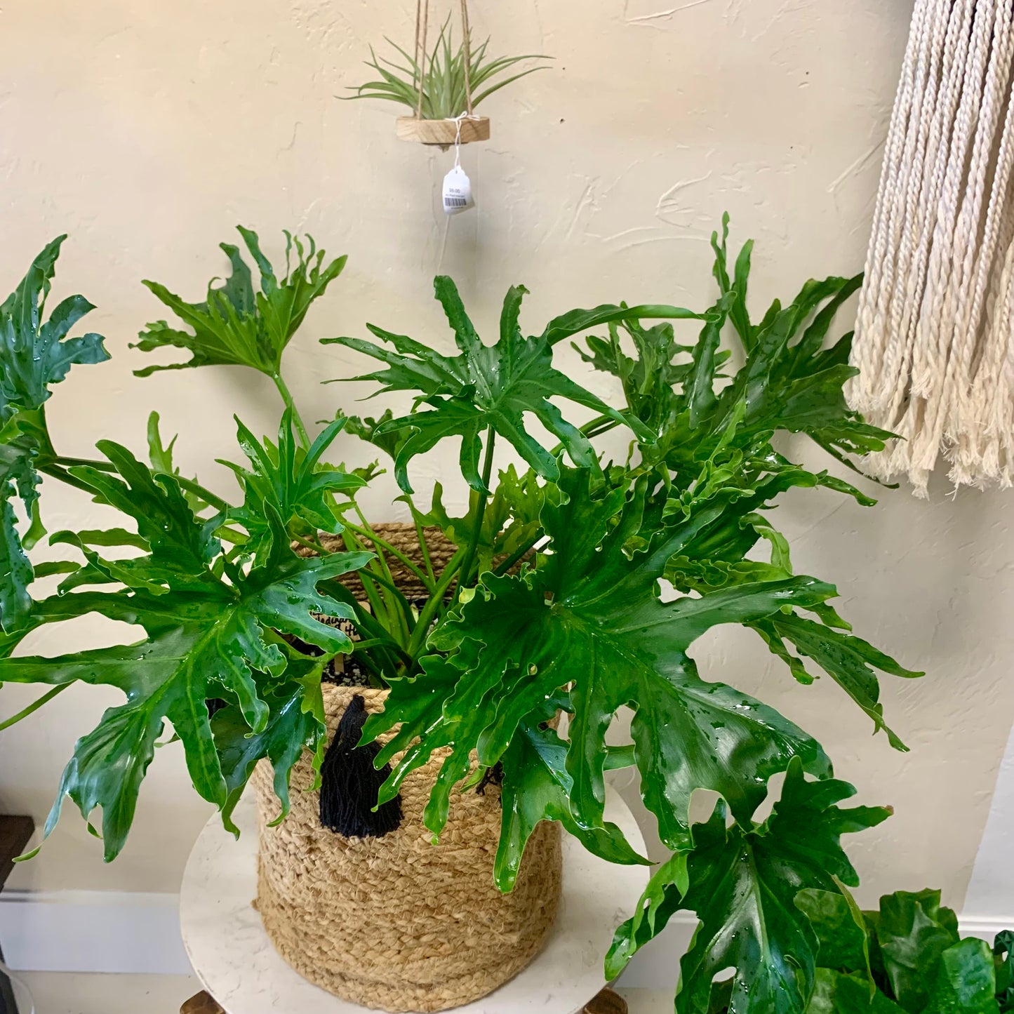 Lickety Split Philodendron