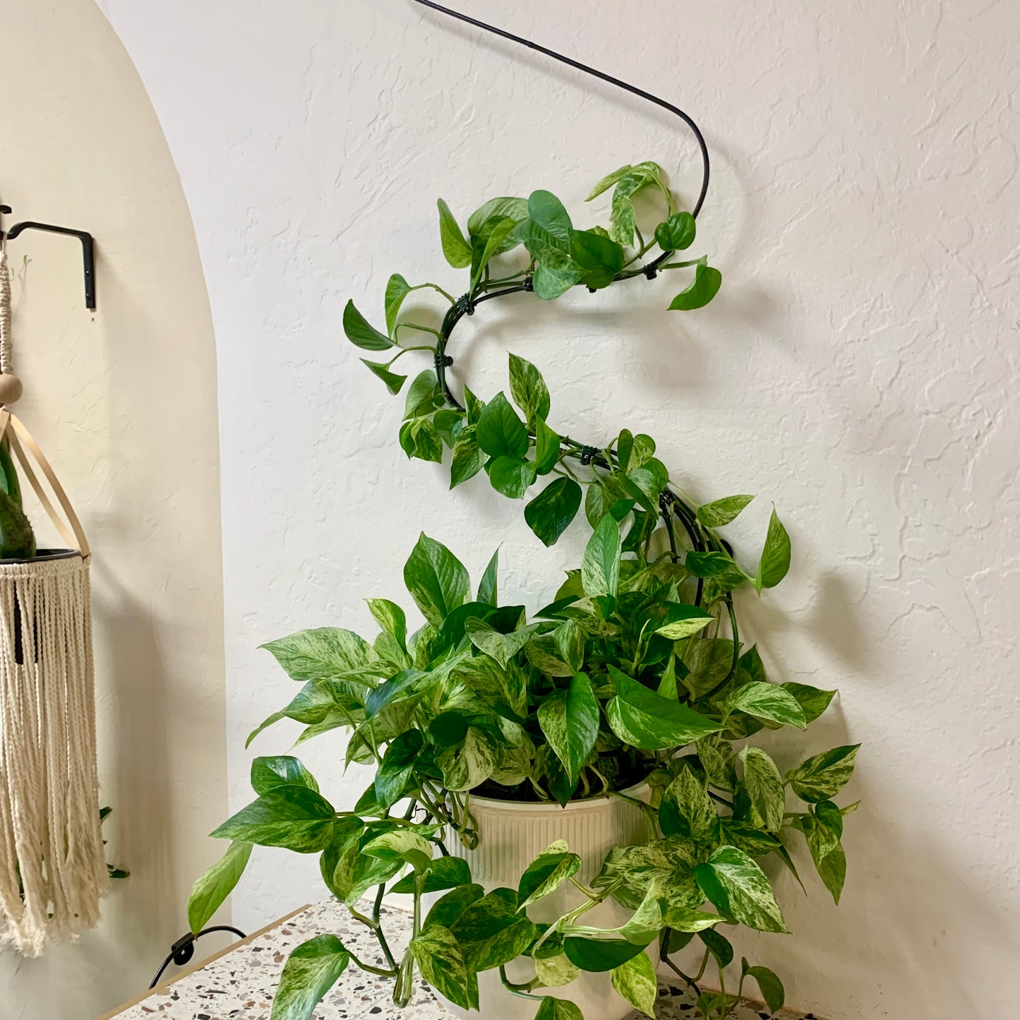 Wavy Wall Trellis