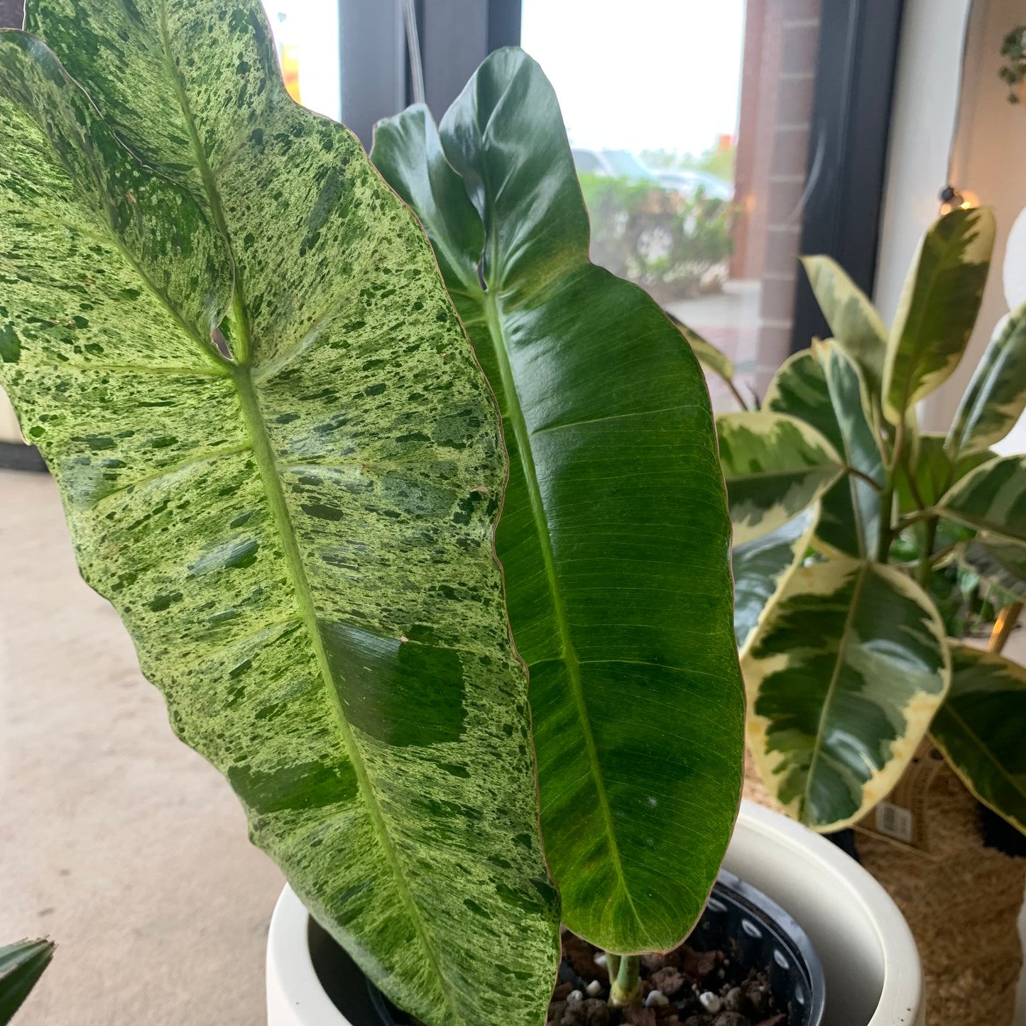 Paraiso Verde Philodendron