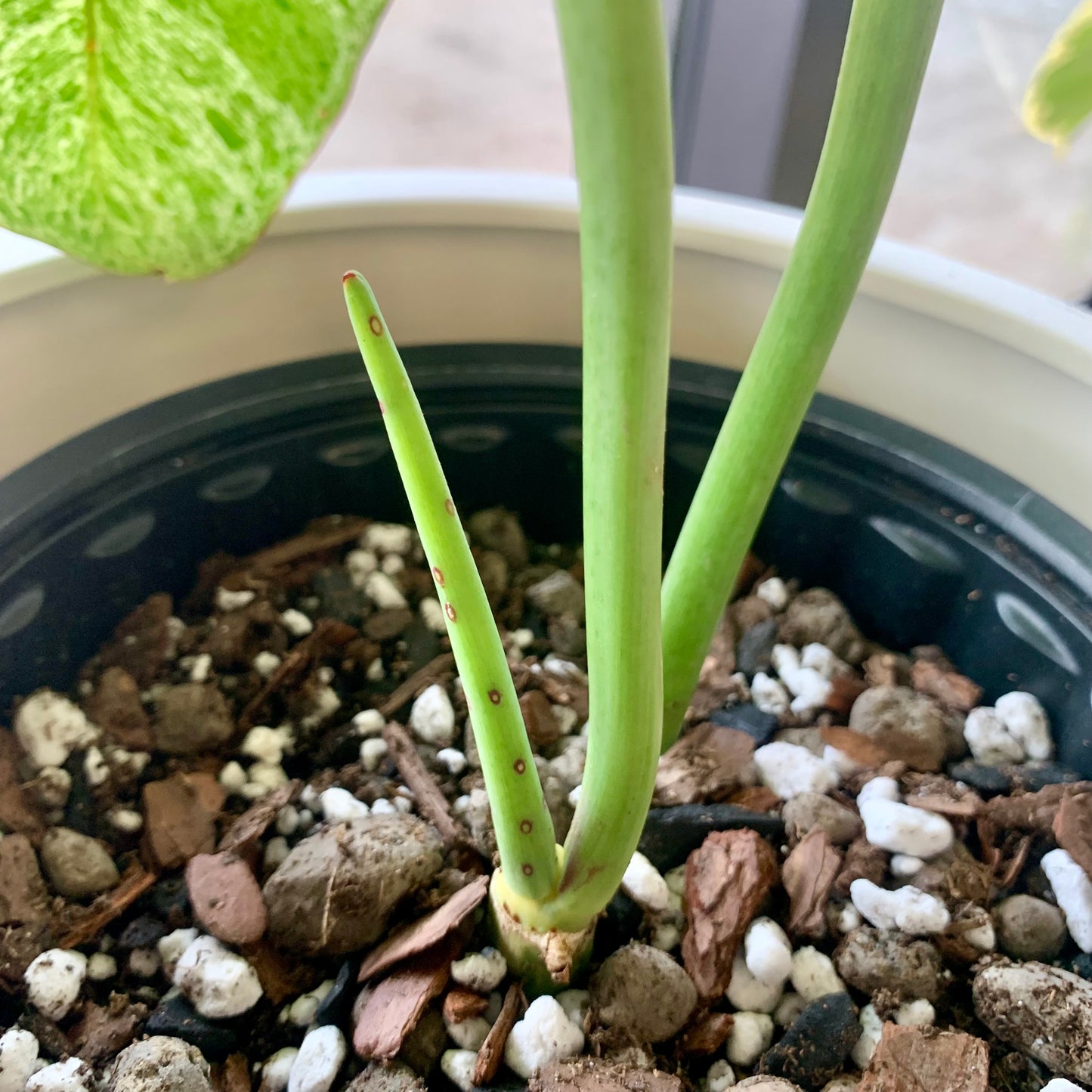 Paraiso Verde Philodendron