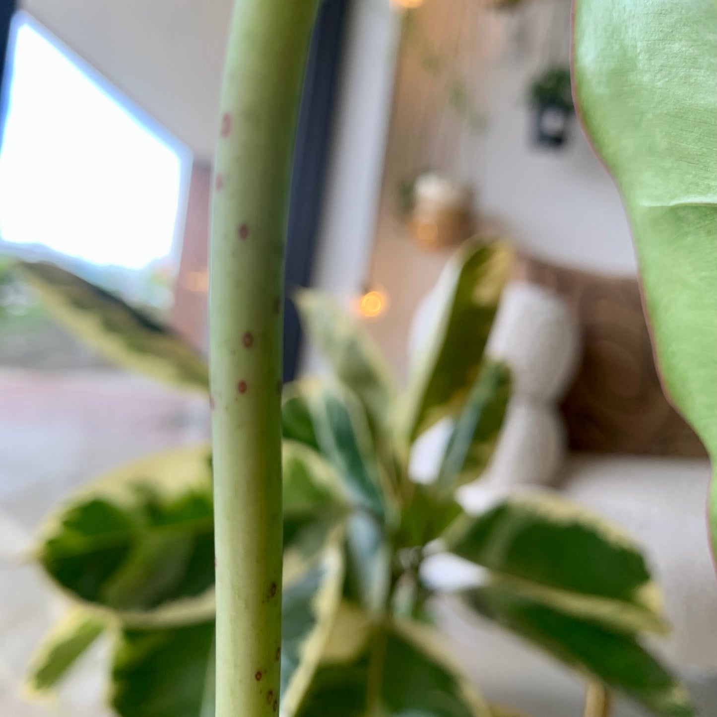 Paraiso Verde Philodendron