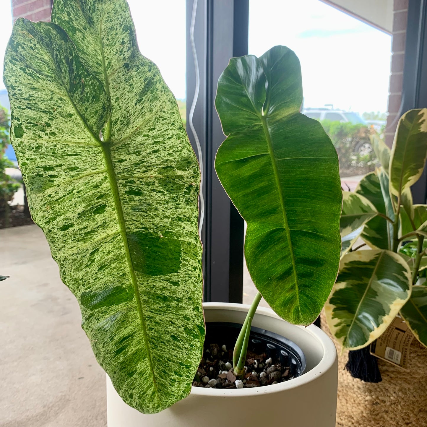 Paraiso Verde Philodendron