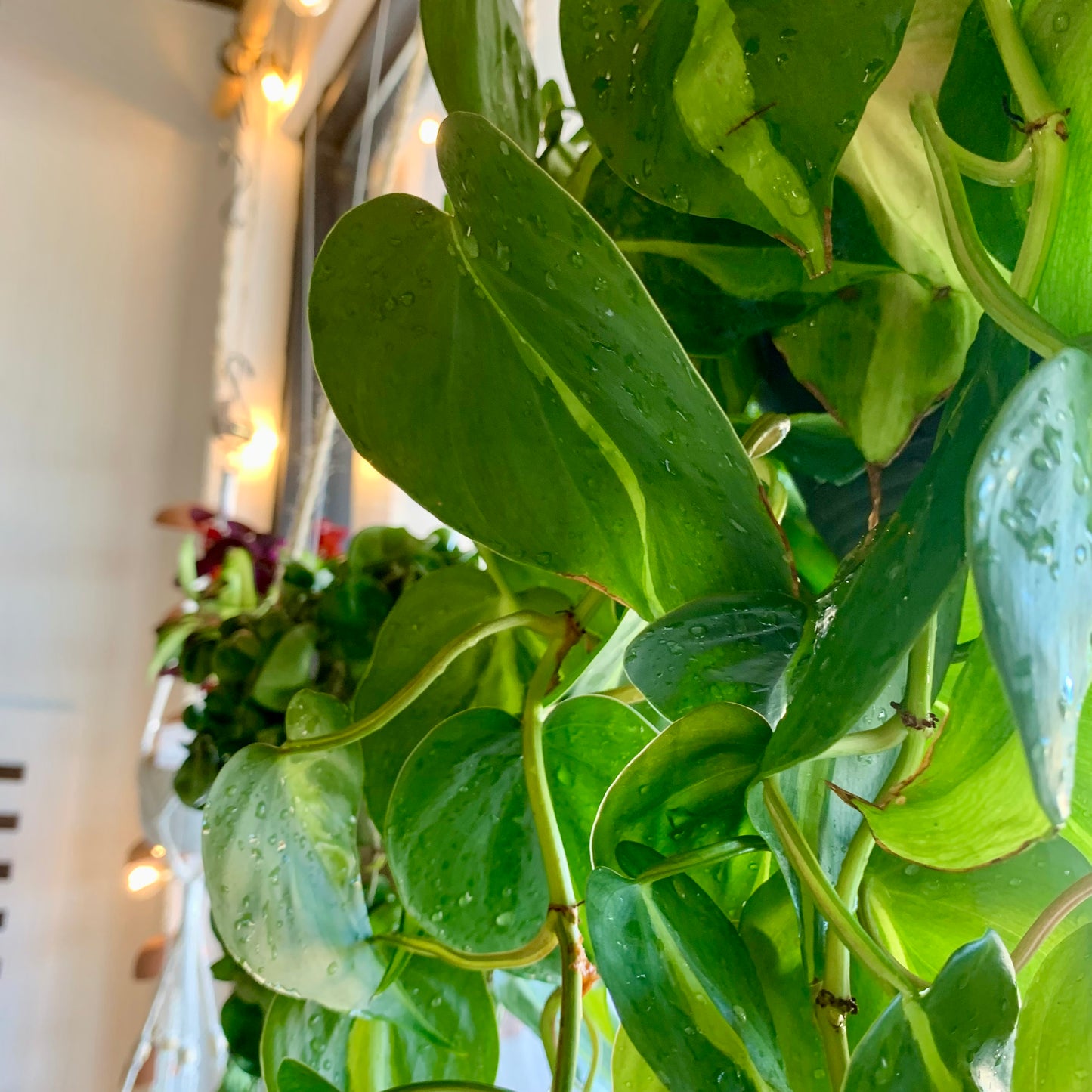 Philodendron Brasil XL