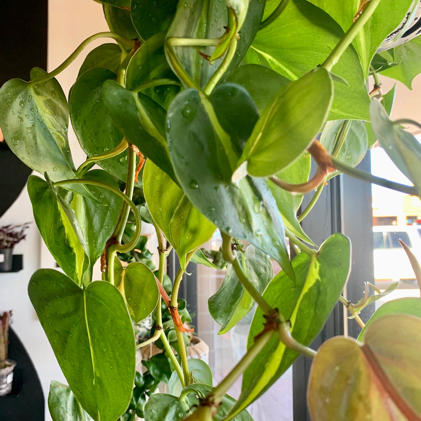 Philodendron Brasil XL
