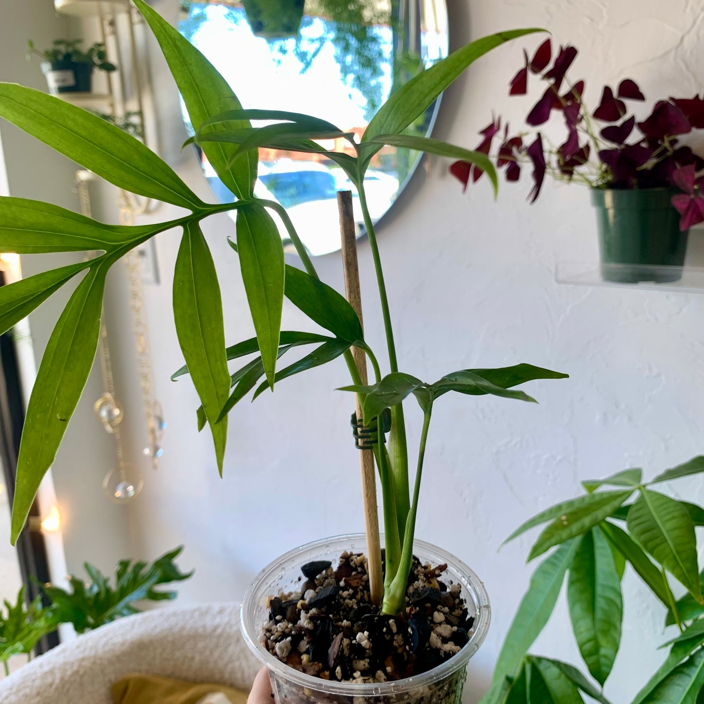 Monstera Subpinnata