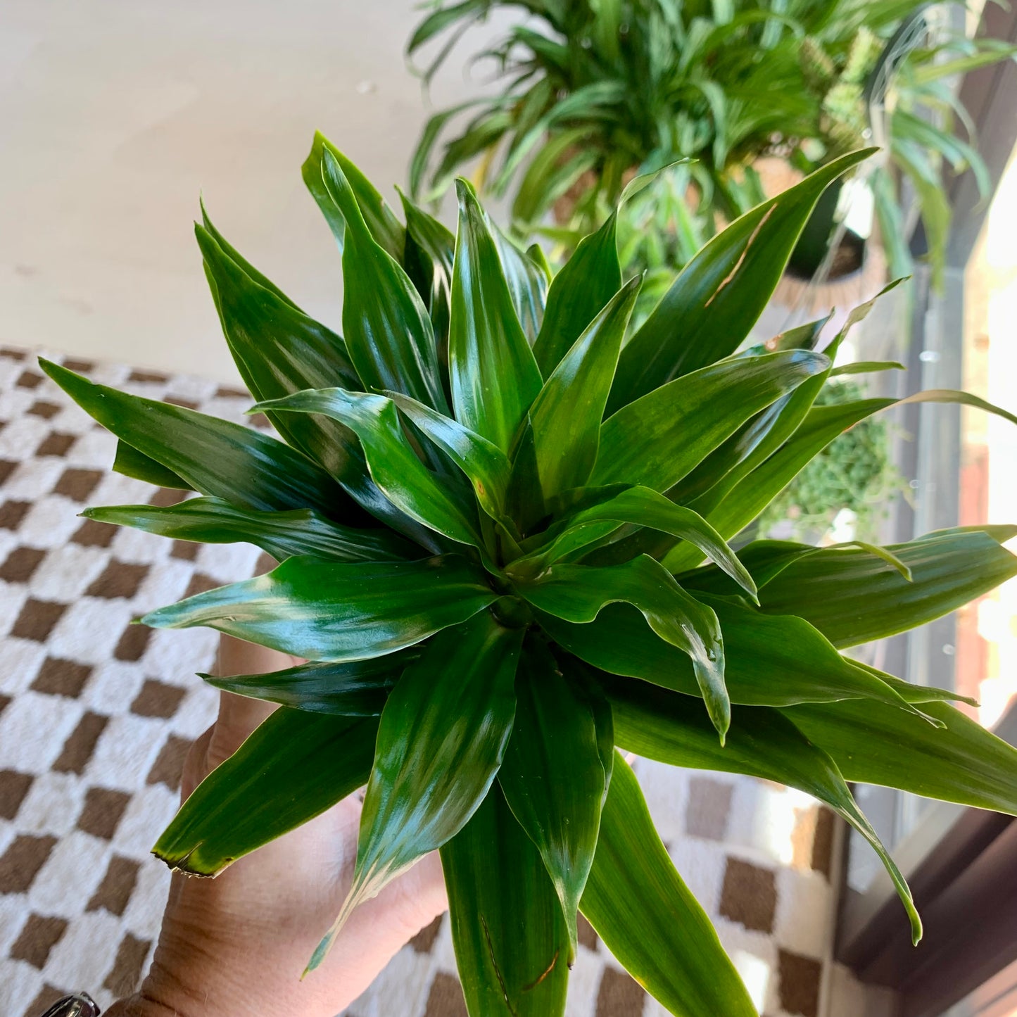 Dracaena "Janet Craig Compacta"