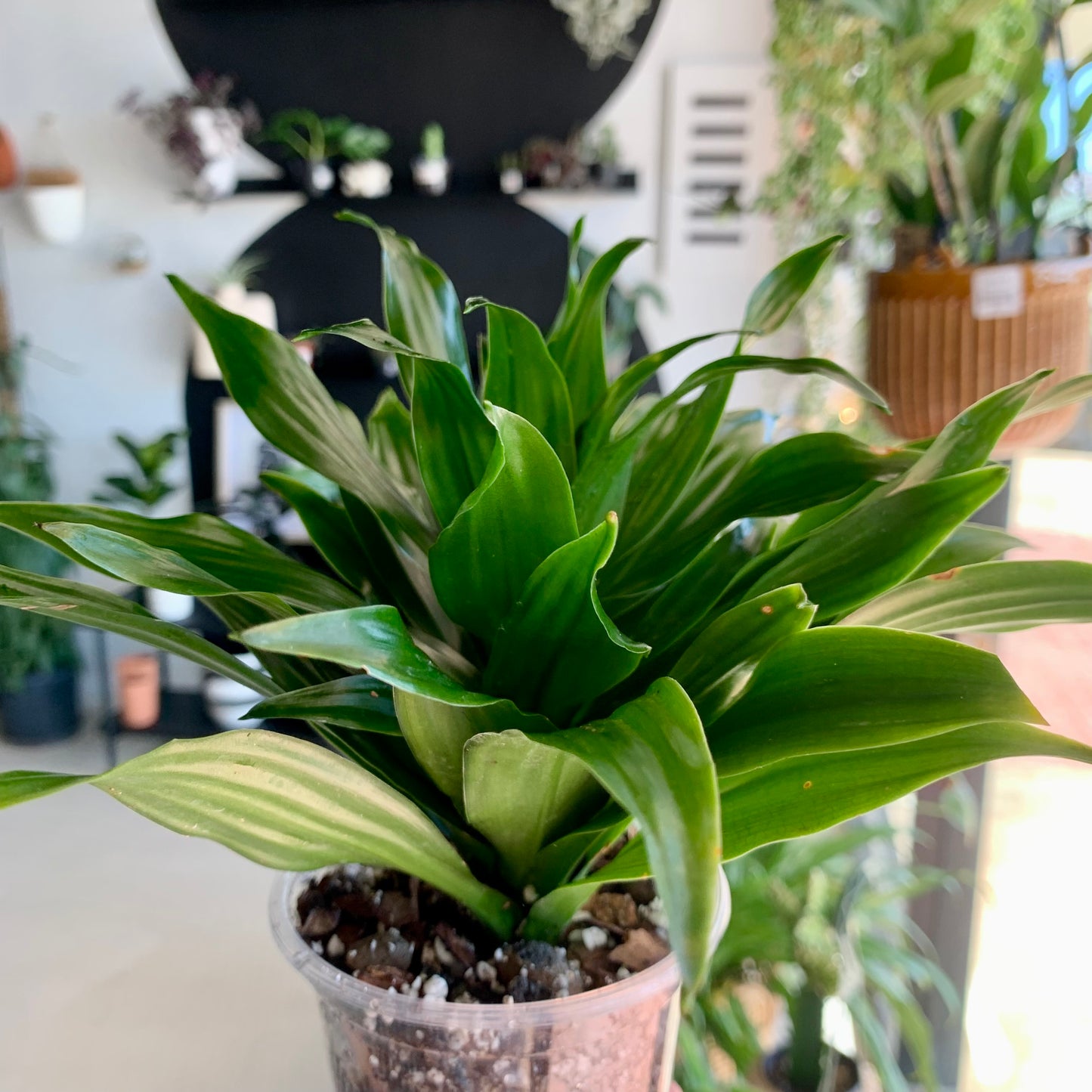 Dracaena "Janet Craig Compacta"