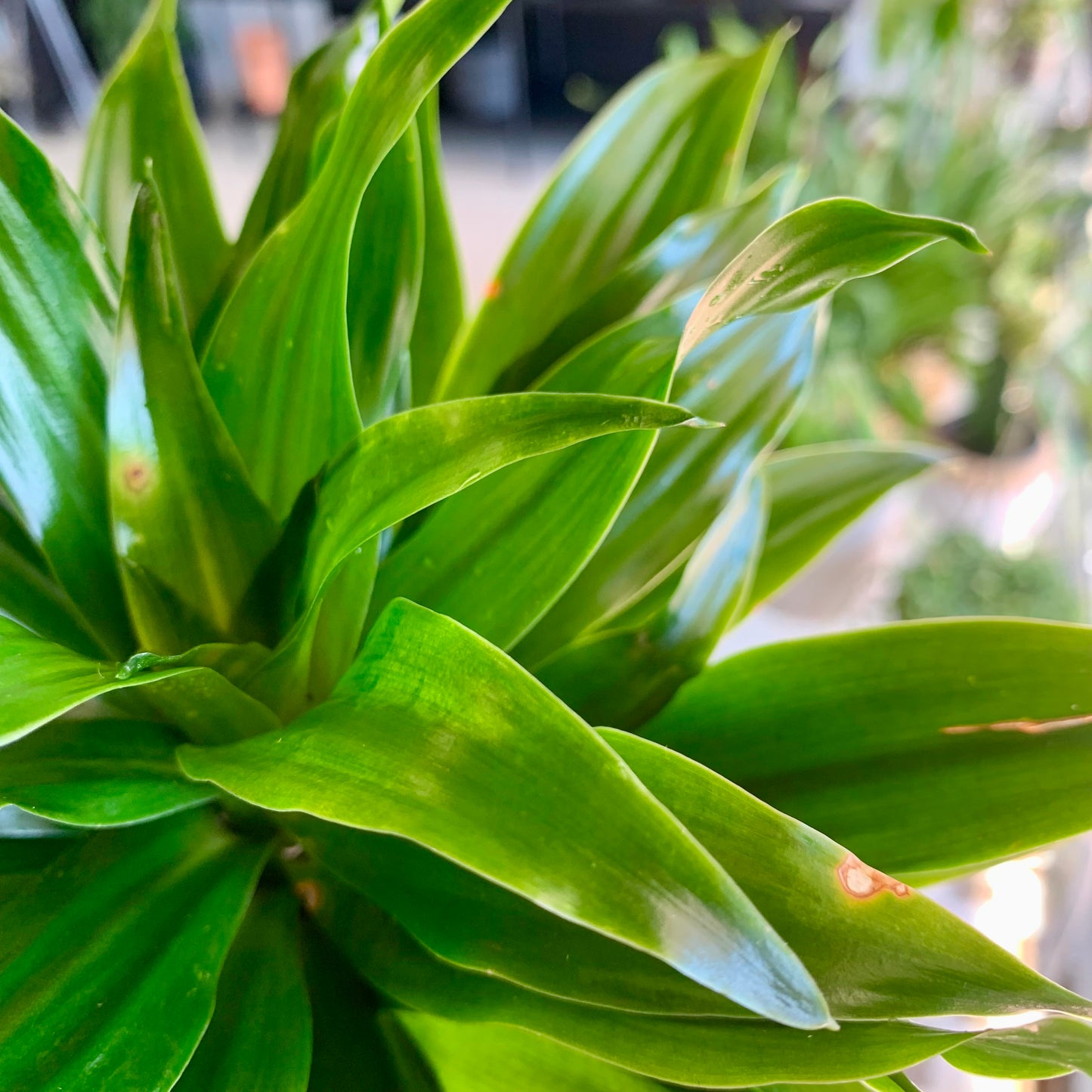 Dracaena "Janet Craig Compacta"