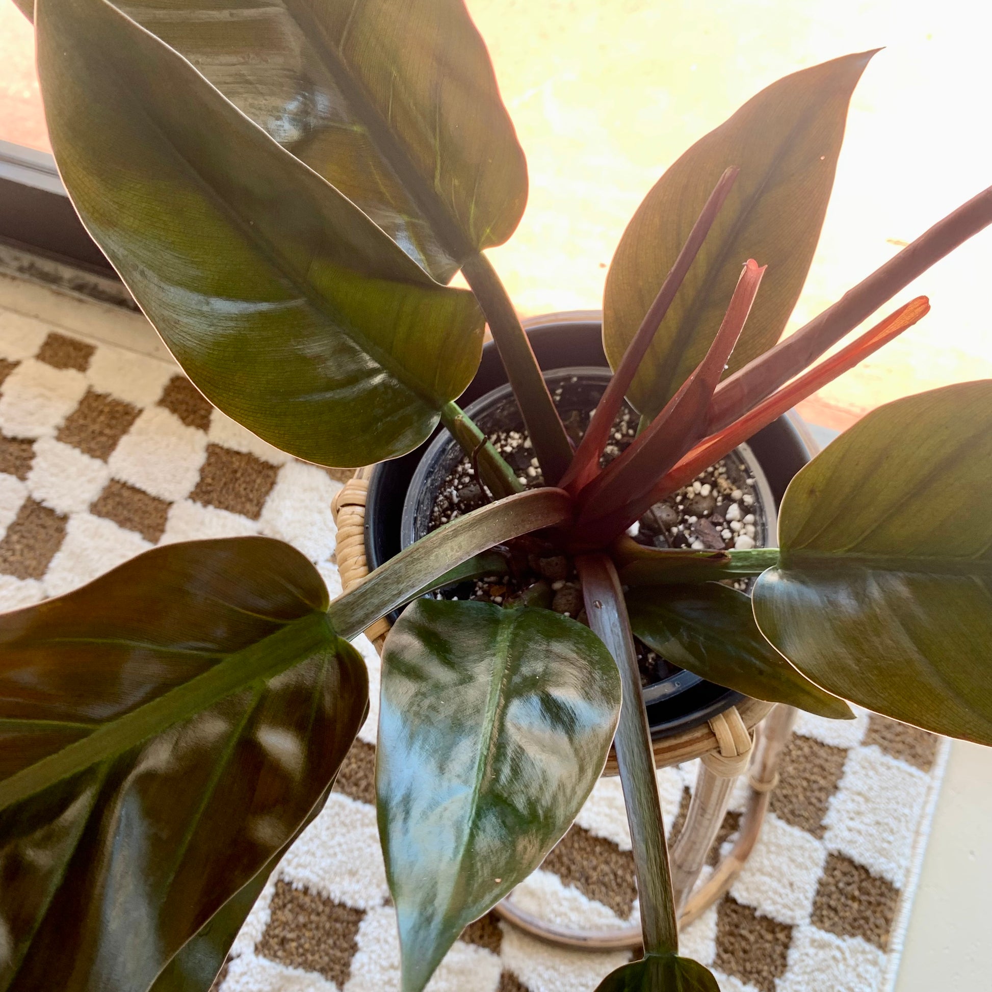 Congo rojo philodendron 6"