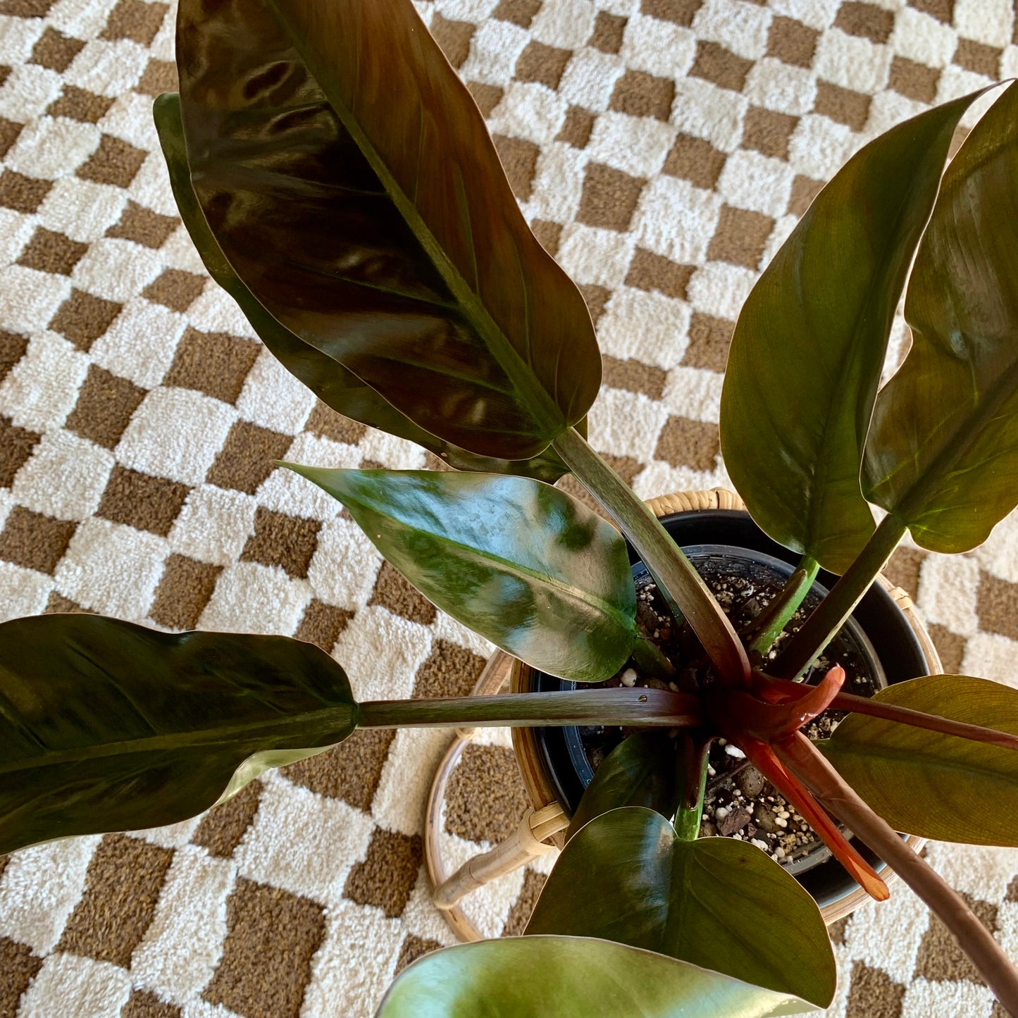 Congo rojo philodendron 6"