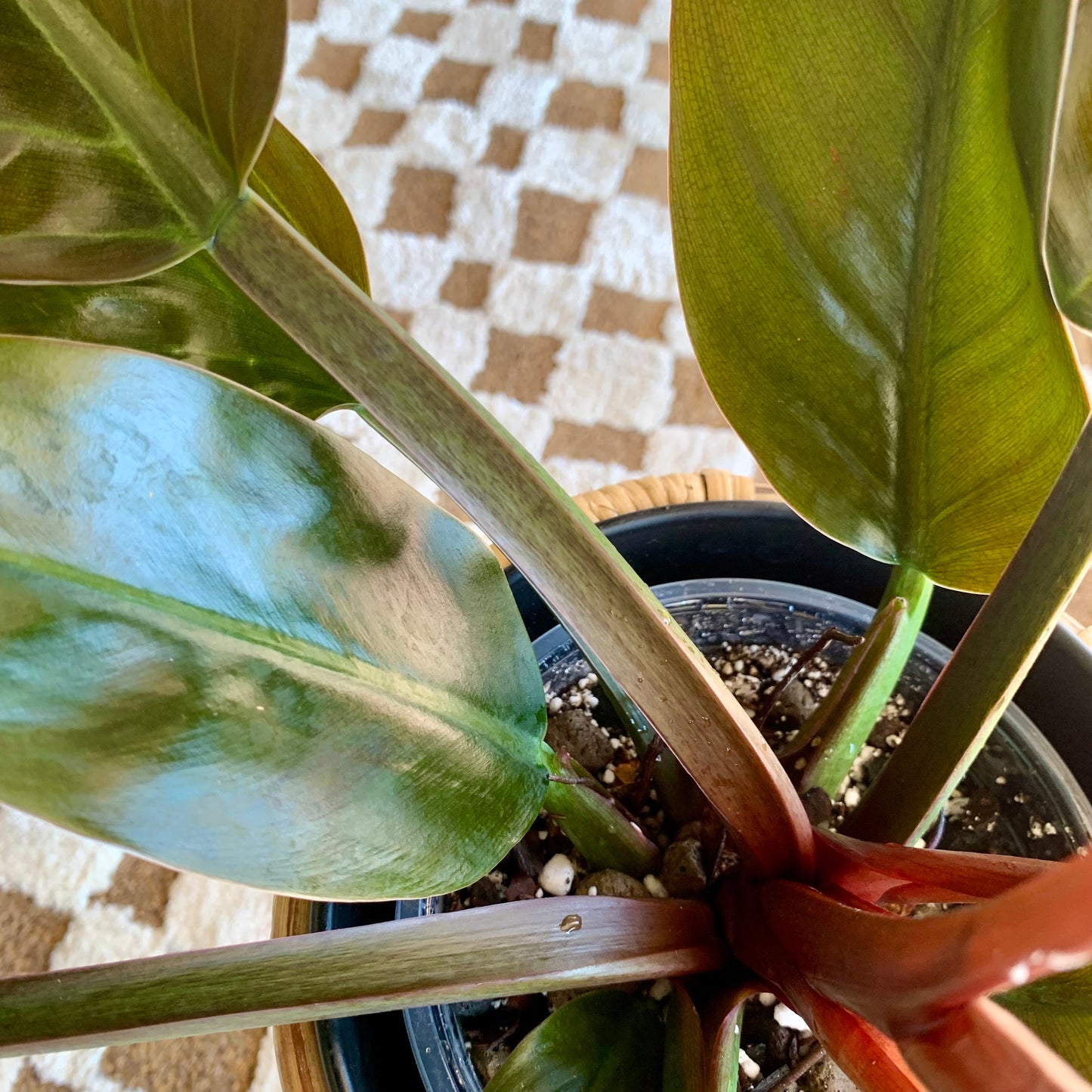 Congo rojo philodendron 6"