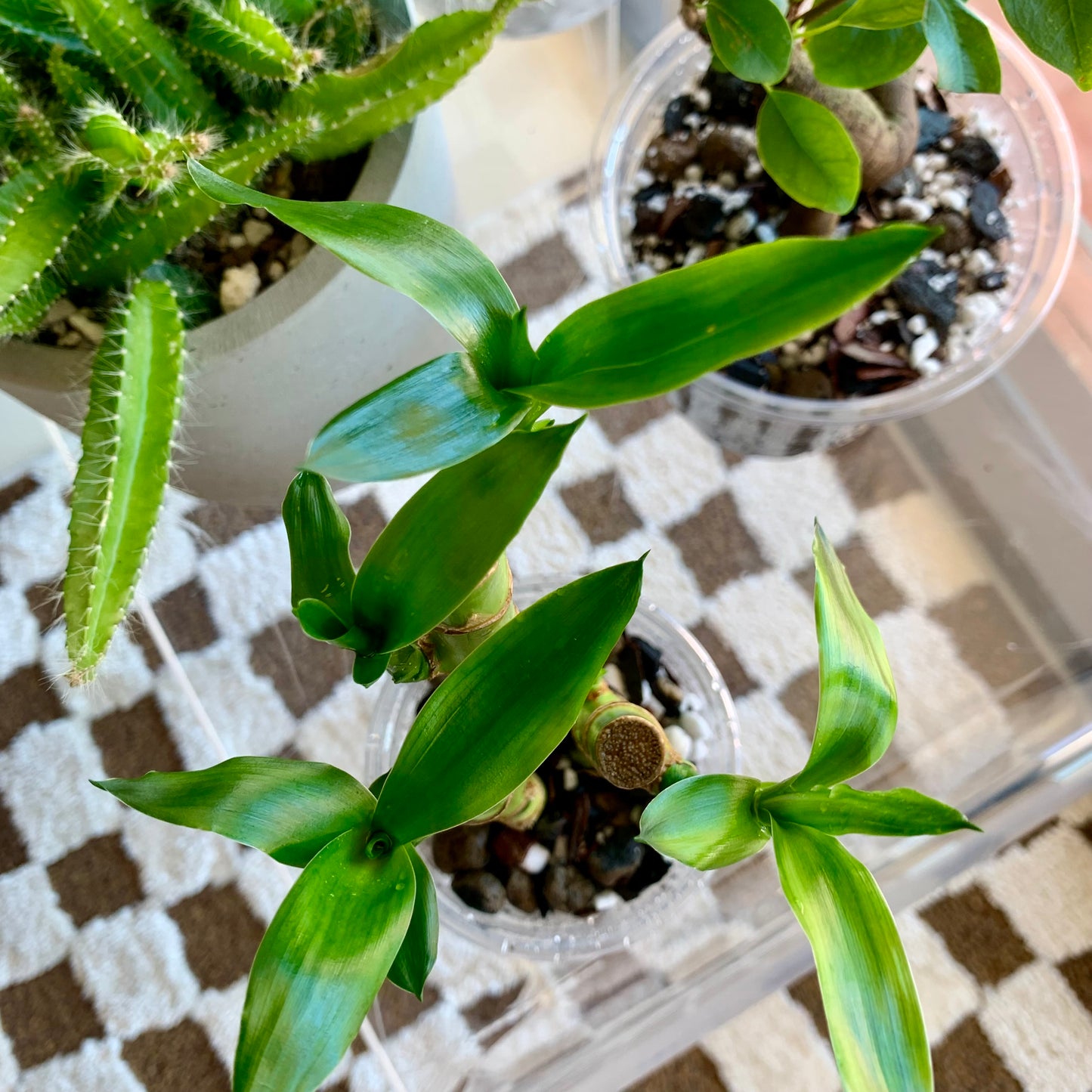 Lucky Bamboo
