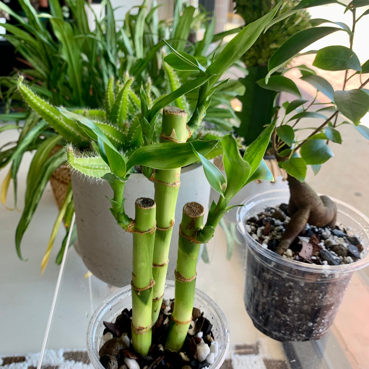 Lucky Bamboo