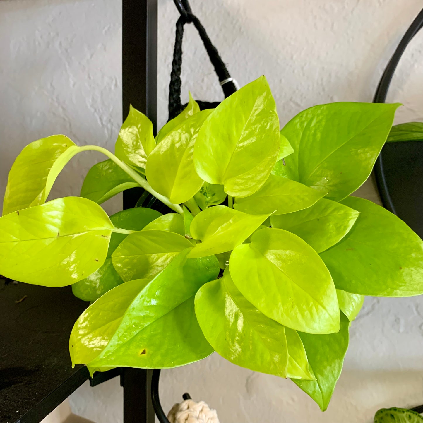 Neon Pothos