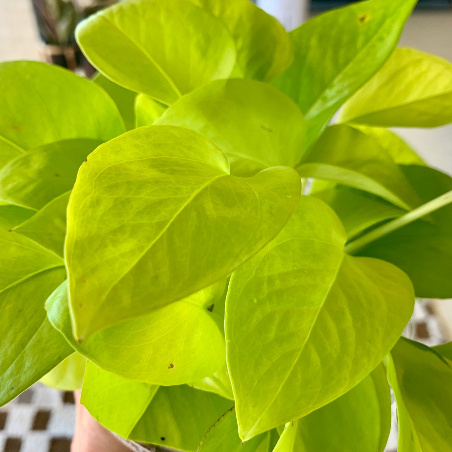 Neon Pothos