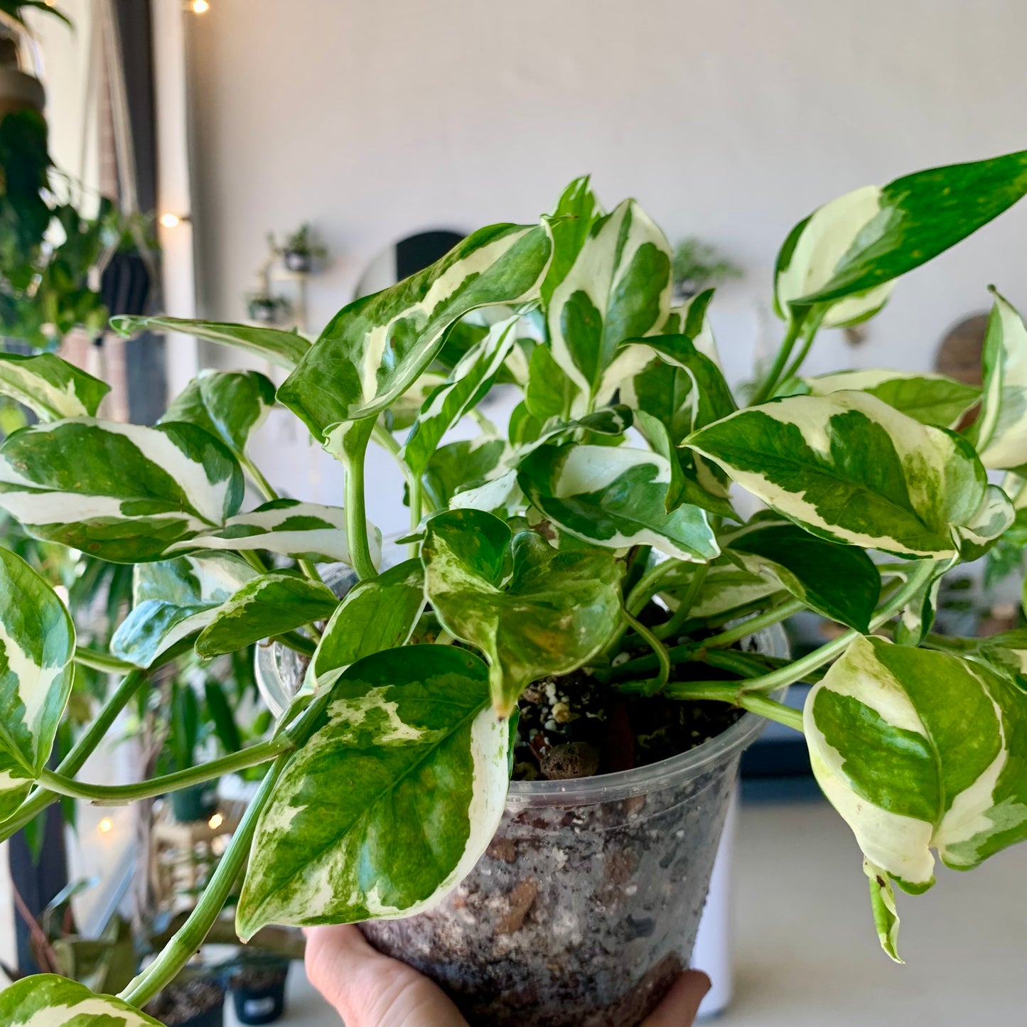 Pearls and Jade Pothos