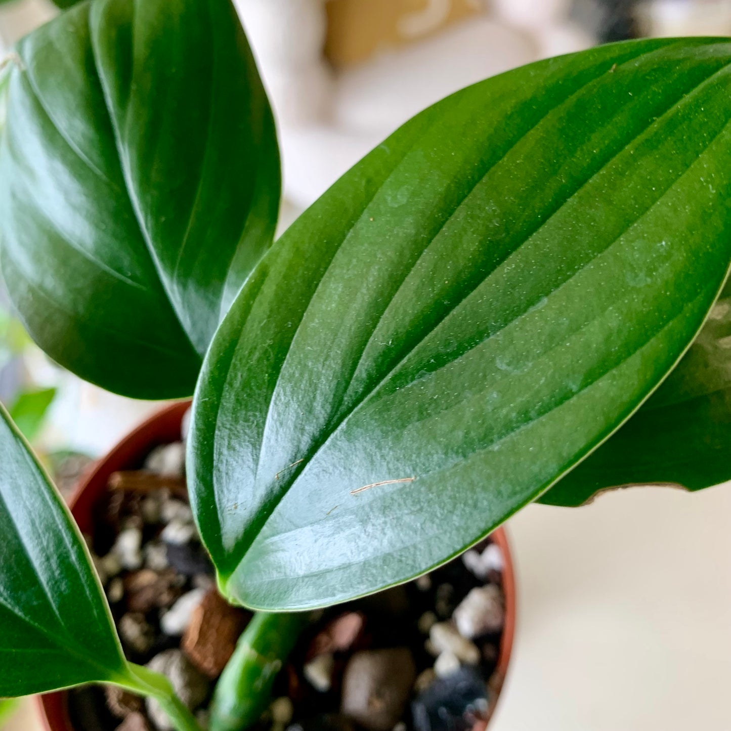 Dragons Tail (Epipremnum Pinnatum)