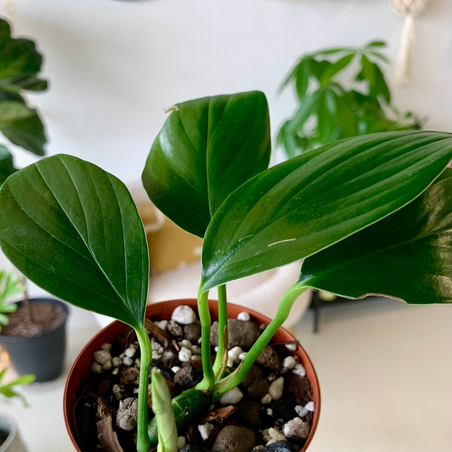 Dragons Tail (Epipremnum Pinnatum)