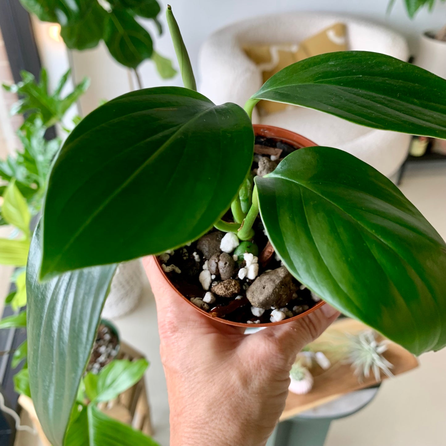 Dragons Tail (Epipremnum Pinnatum)