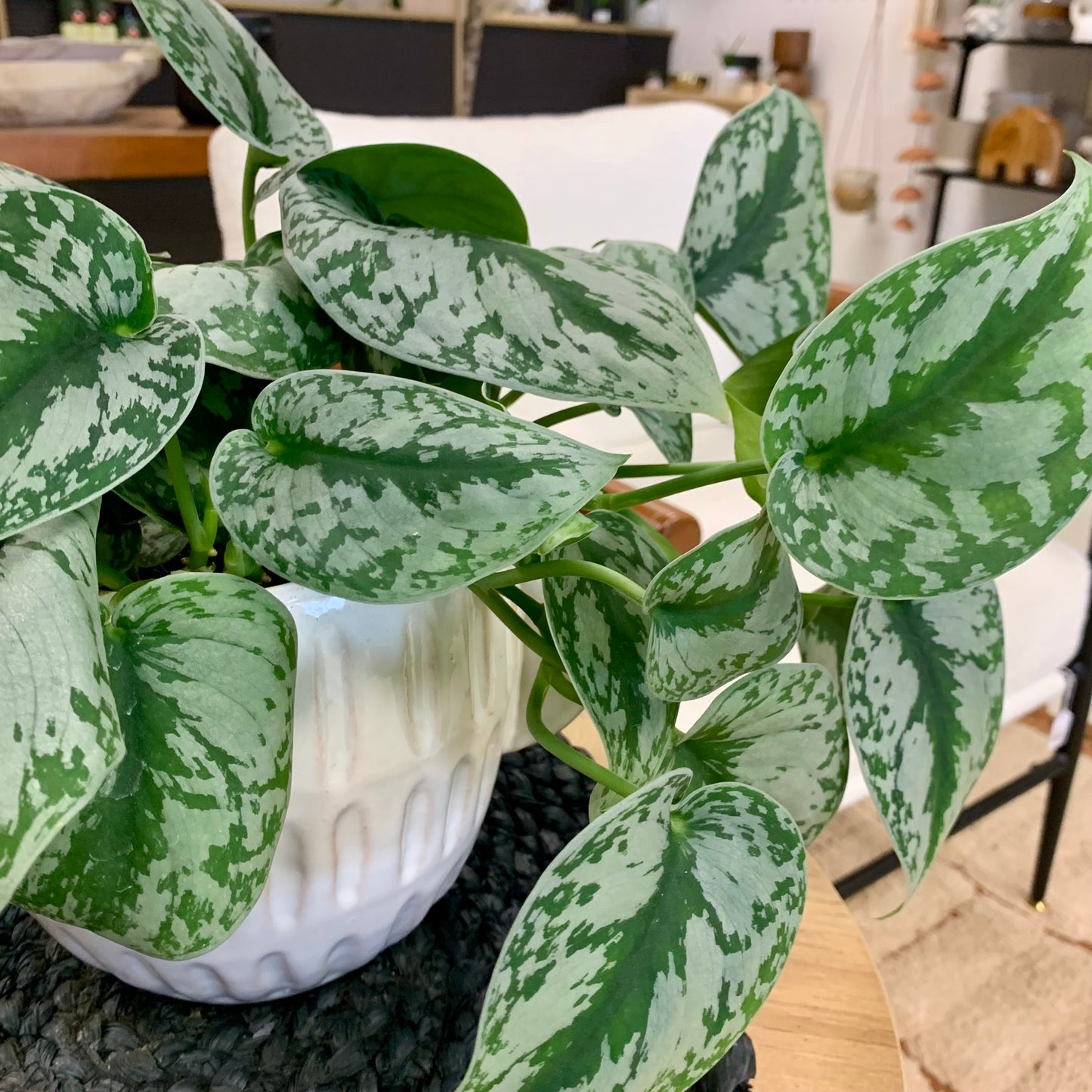 Scindapsus Silver Splash