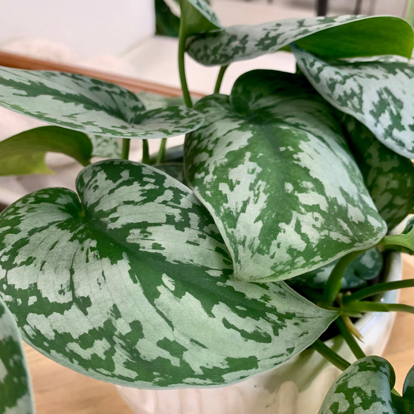 Scindapsus Silver Splash