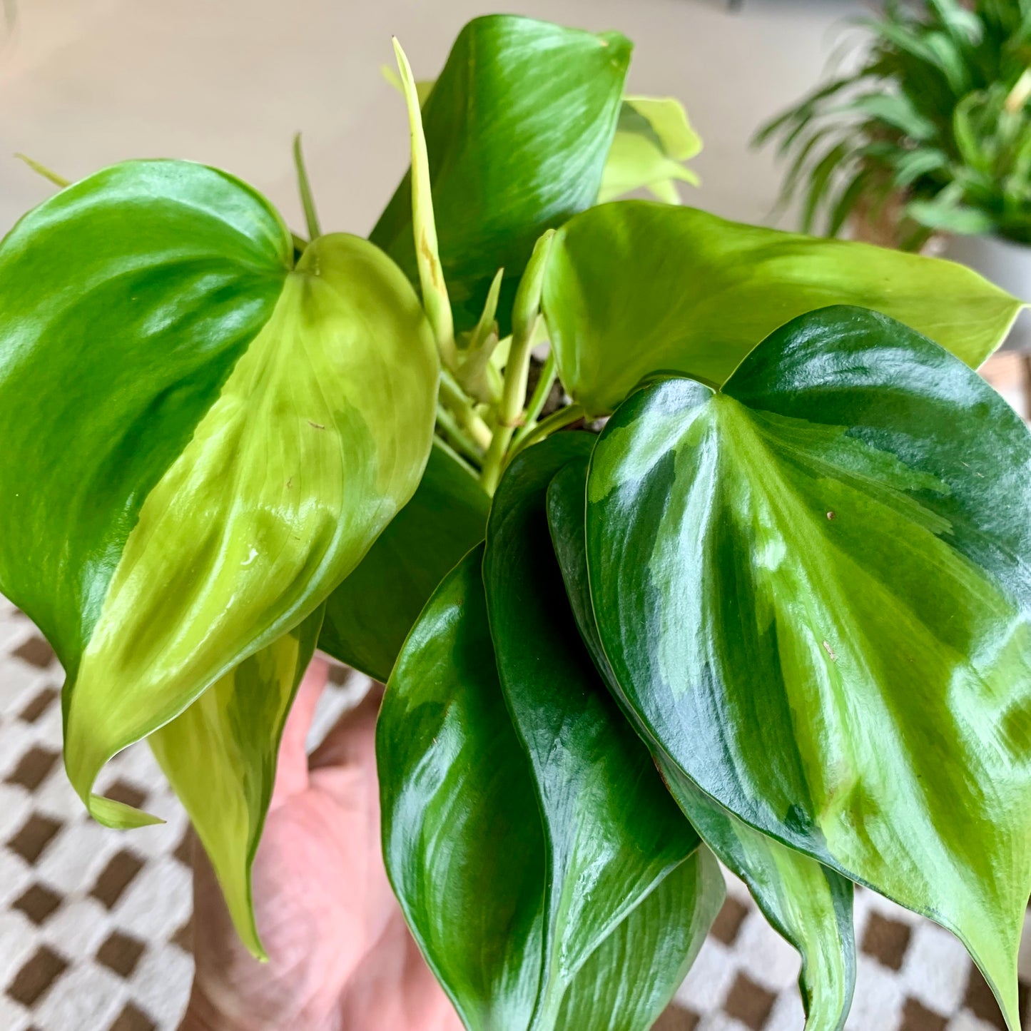 Philodendron Brasil 4"