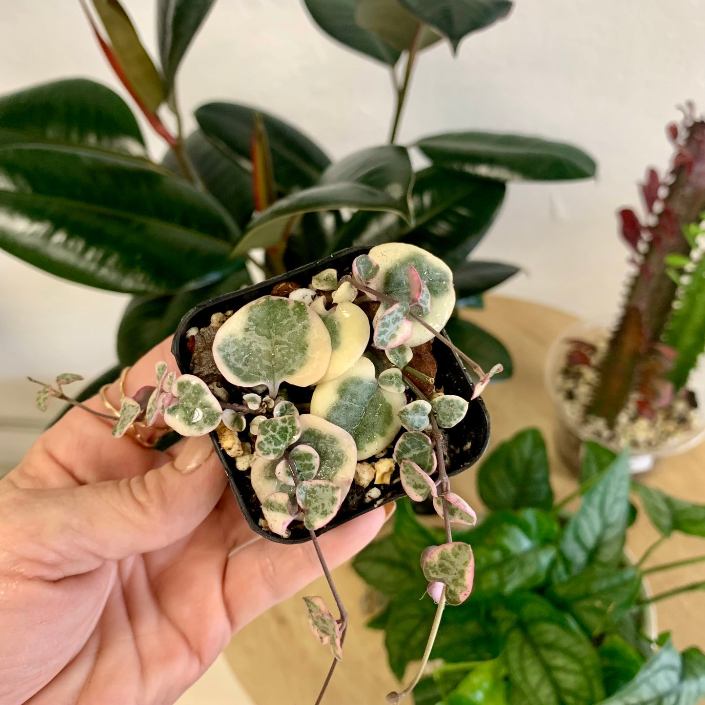 Variegated String of Hearts