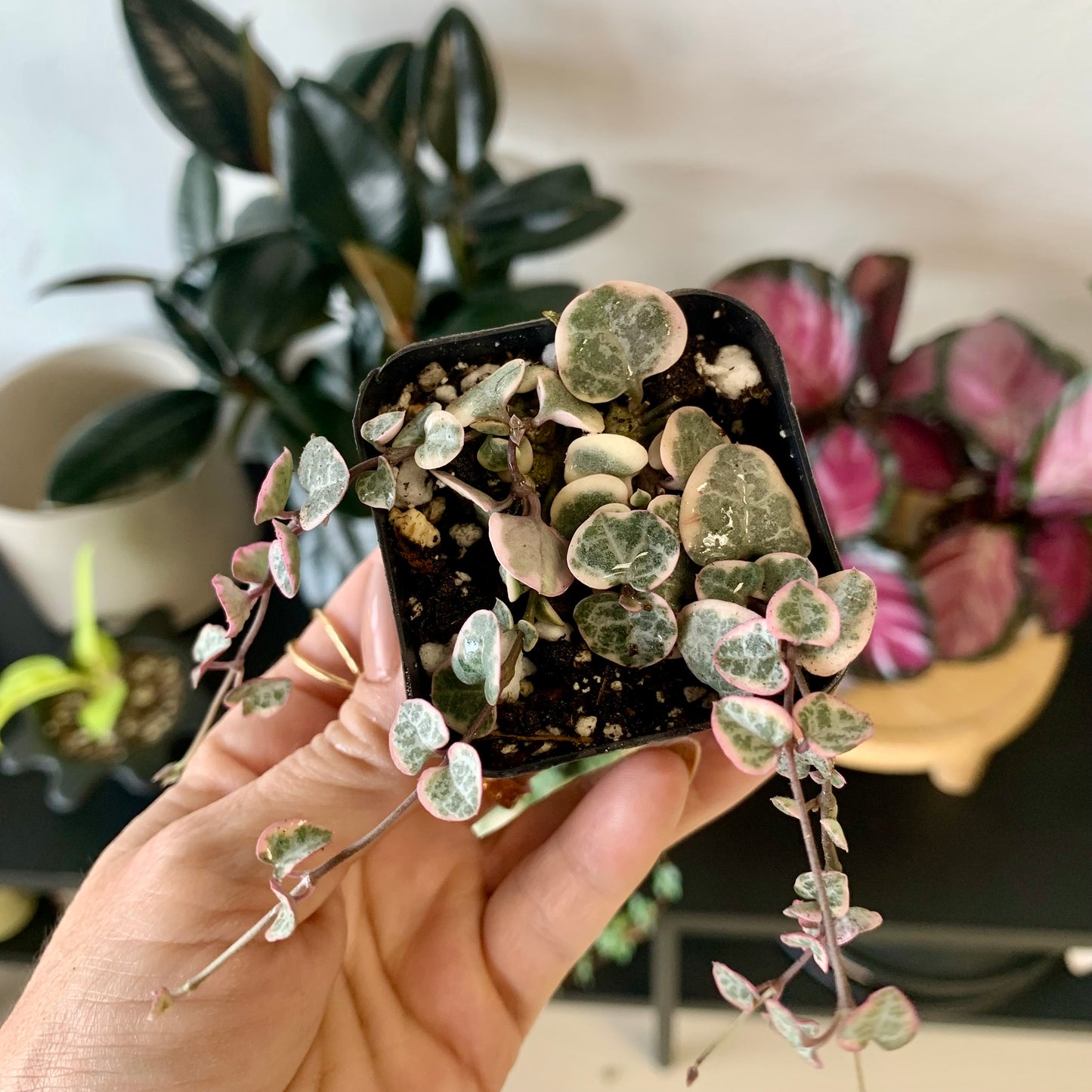 Variegated String of Hearts