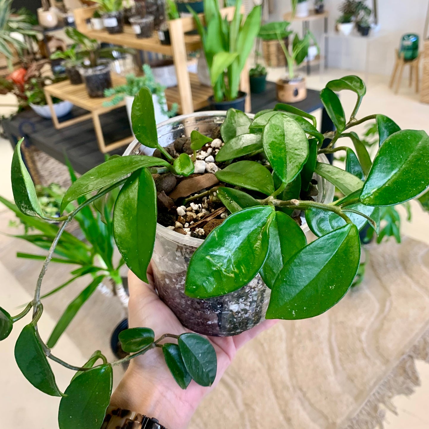 Hoya Meliflua