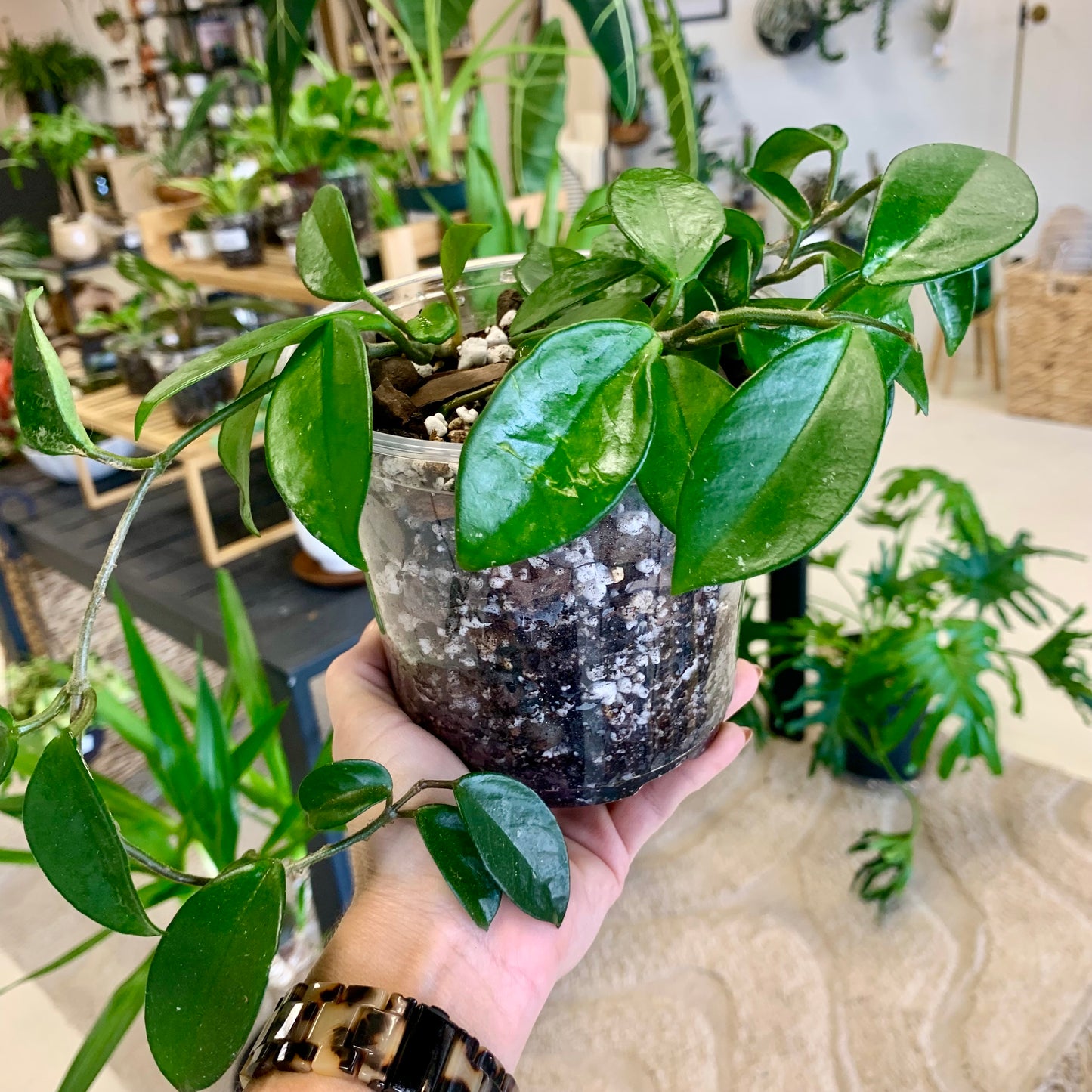 Hoya Meliflua