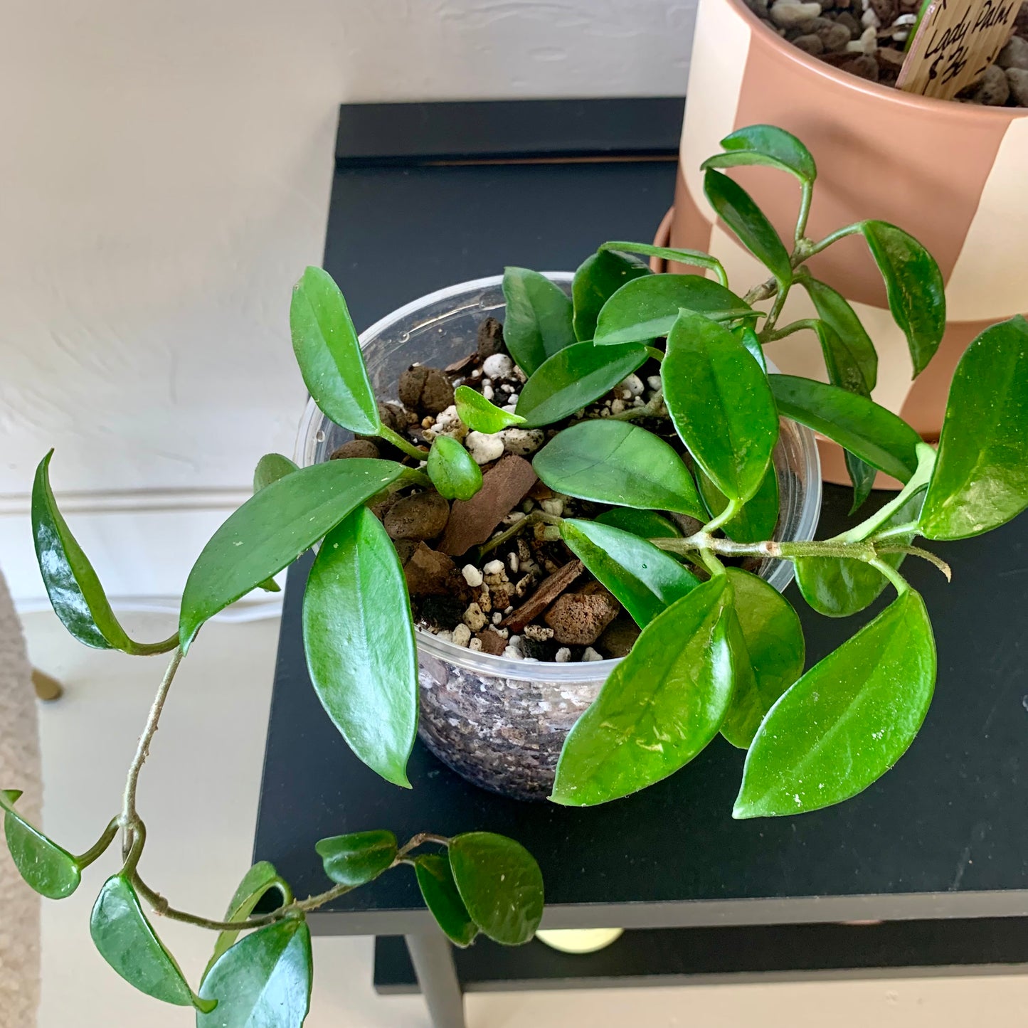 Hoya Meliflua