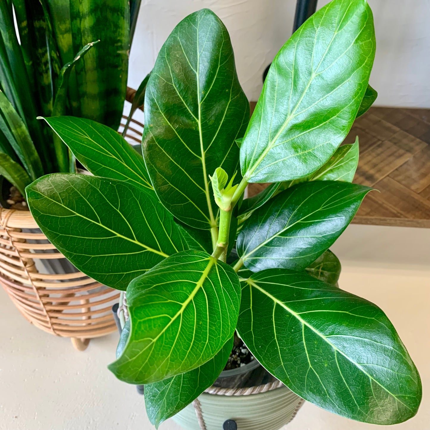 Audrey Ficus