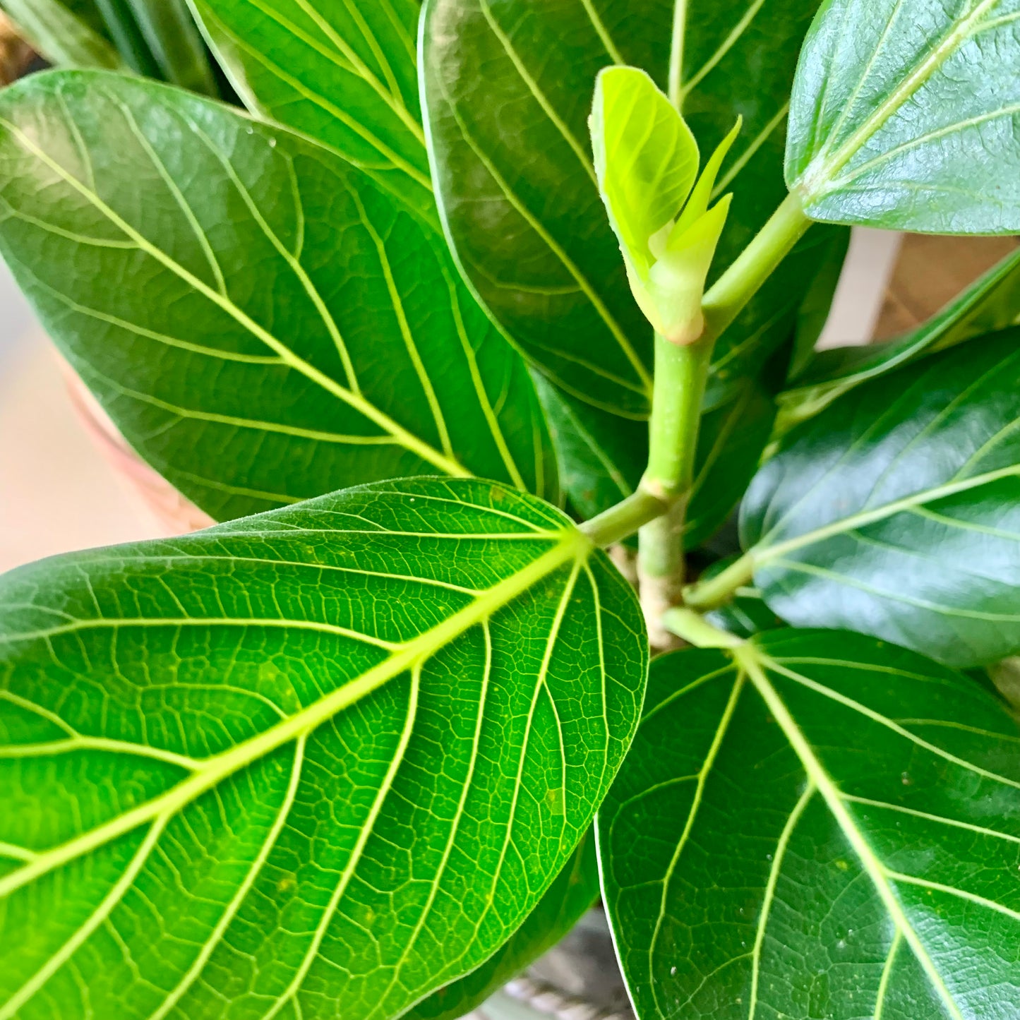 Audrey Ficus