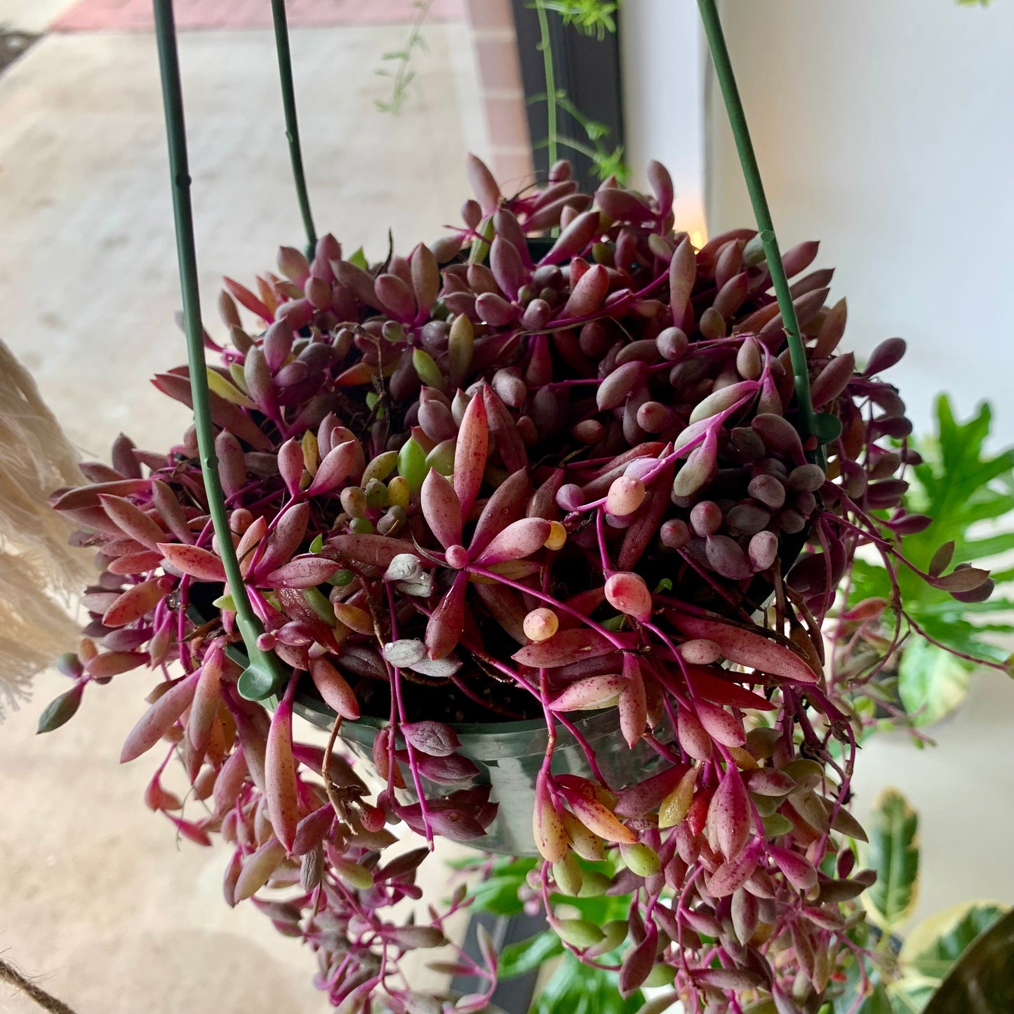 Ruby Necklace Succulent
