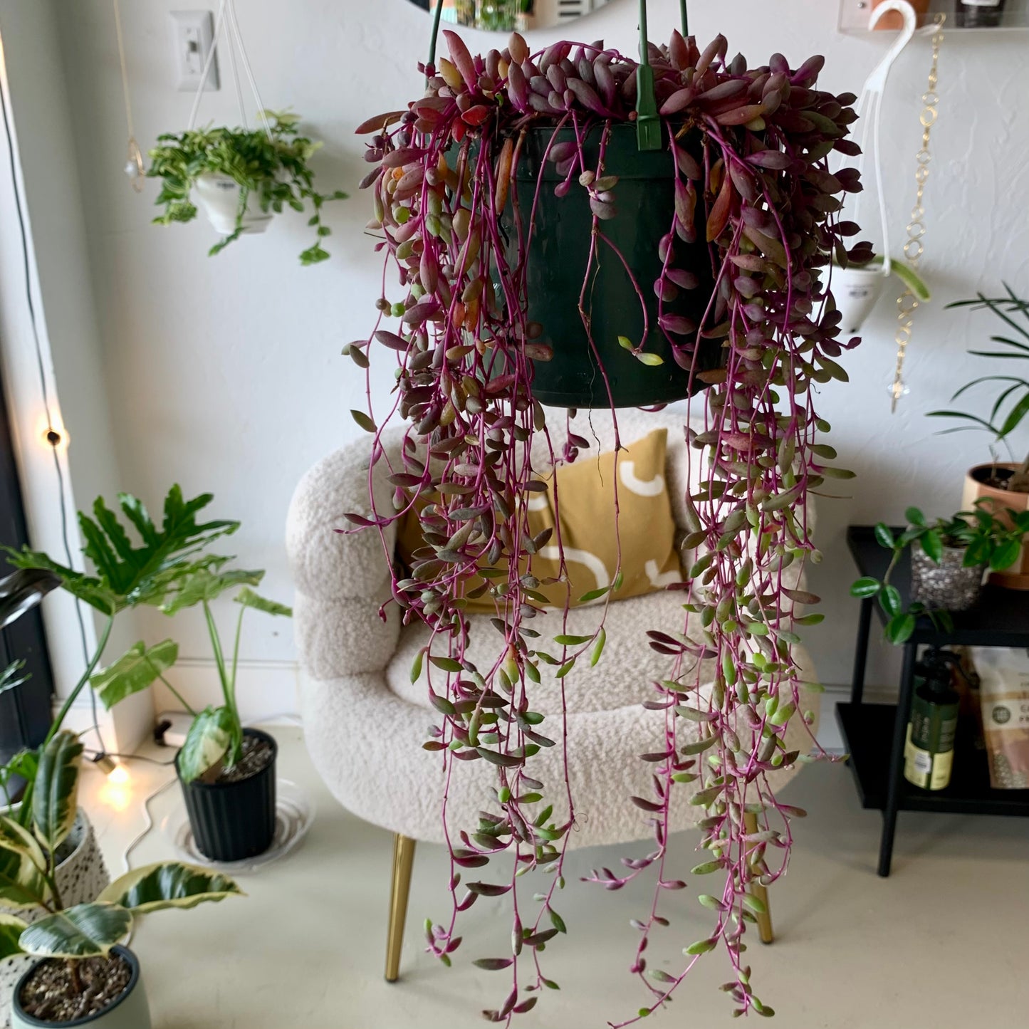 Ruby Necklace Succulent