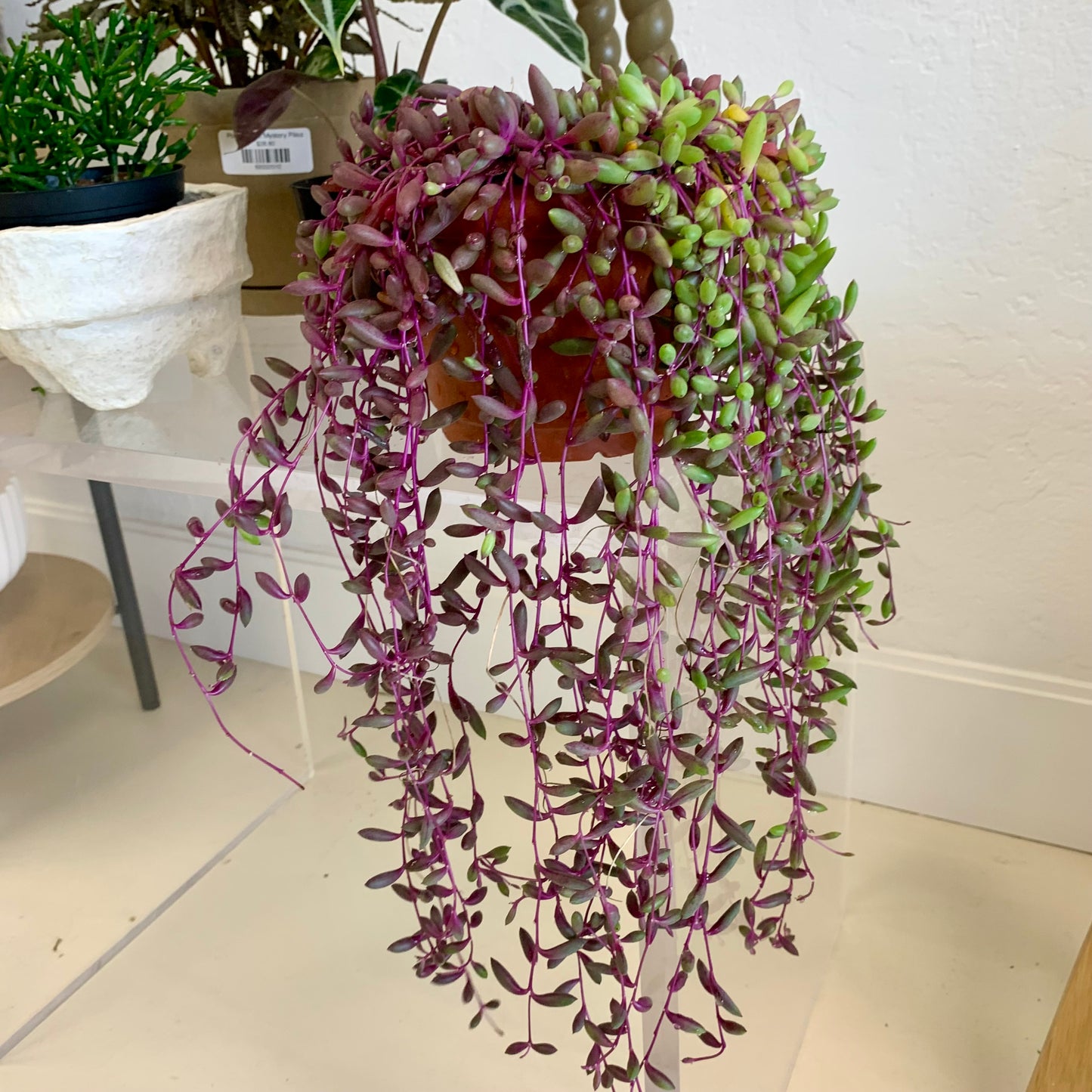 Ruby Necklace Succulent