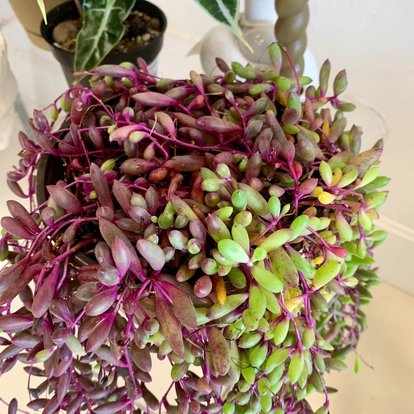 Ruby Necklace Succulent