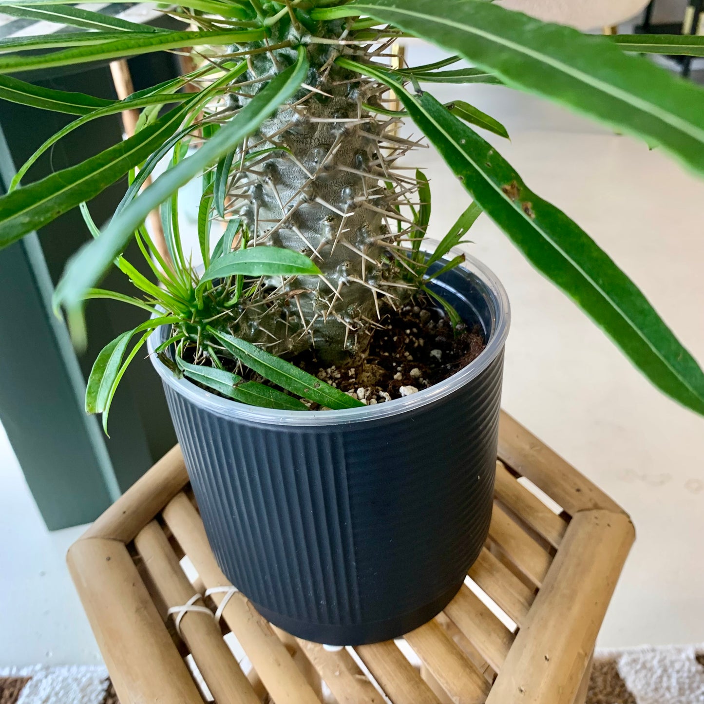 Textured Black Planter