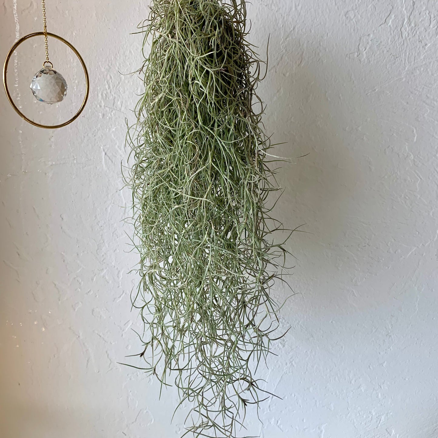 Spanish Moss Usneoides