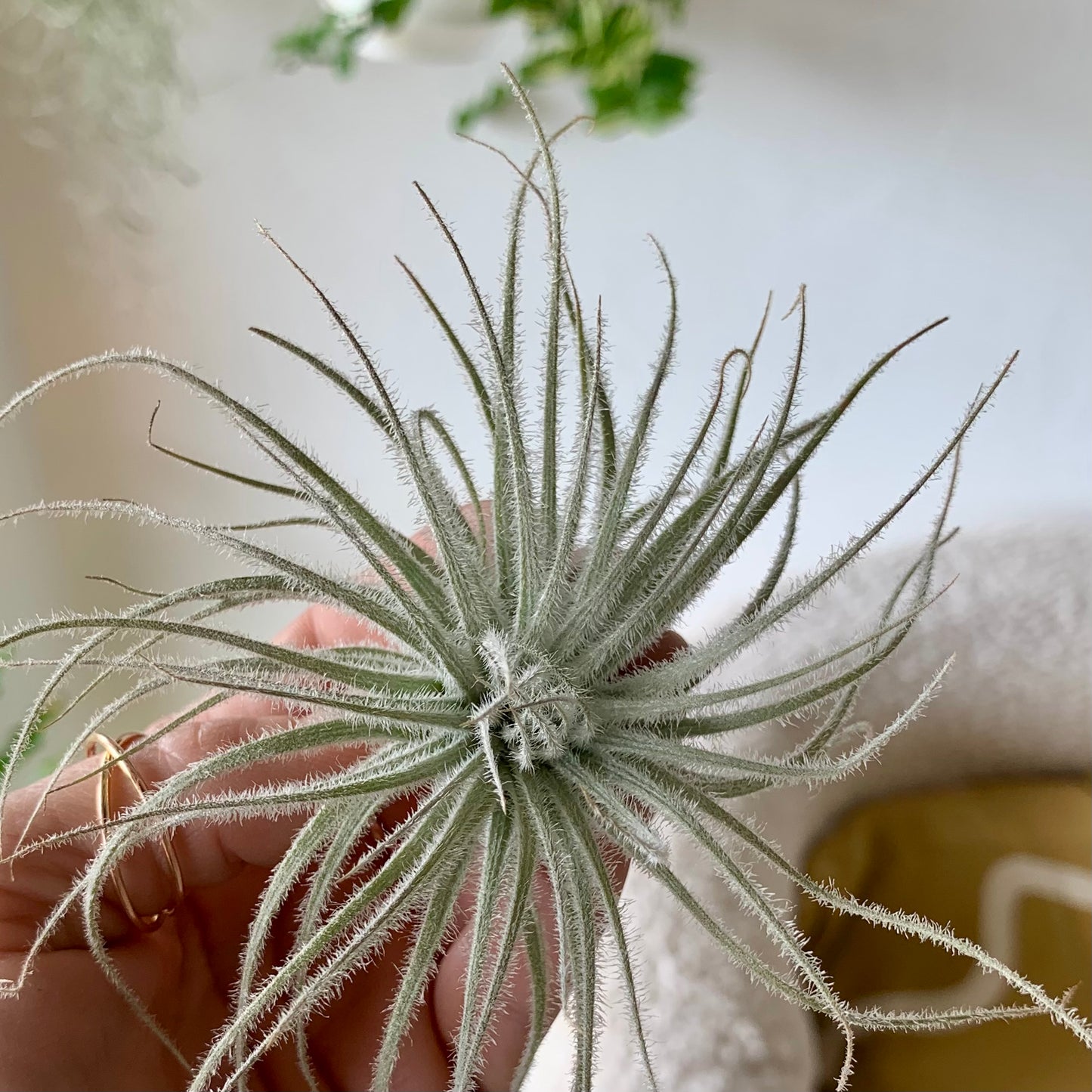 Snowball Air Plant