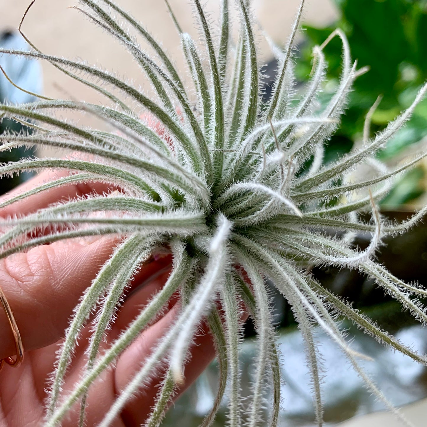 Snowball Air Plant