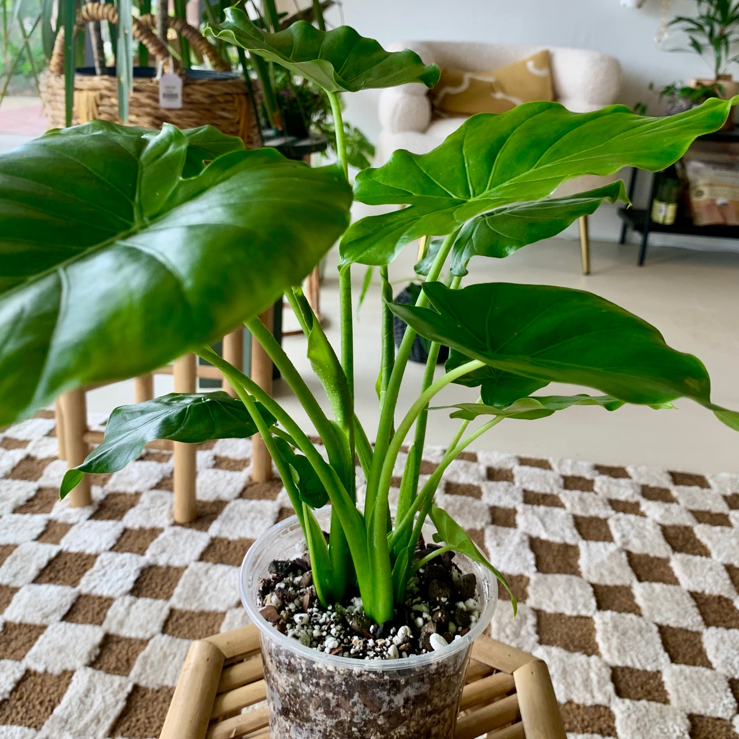 Alocasia Odora