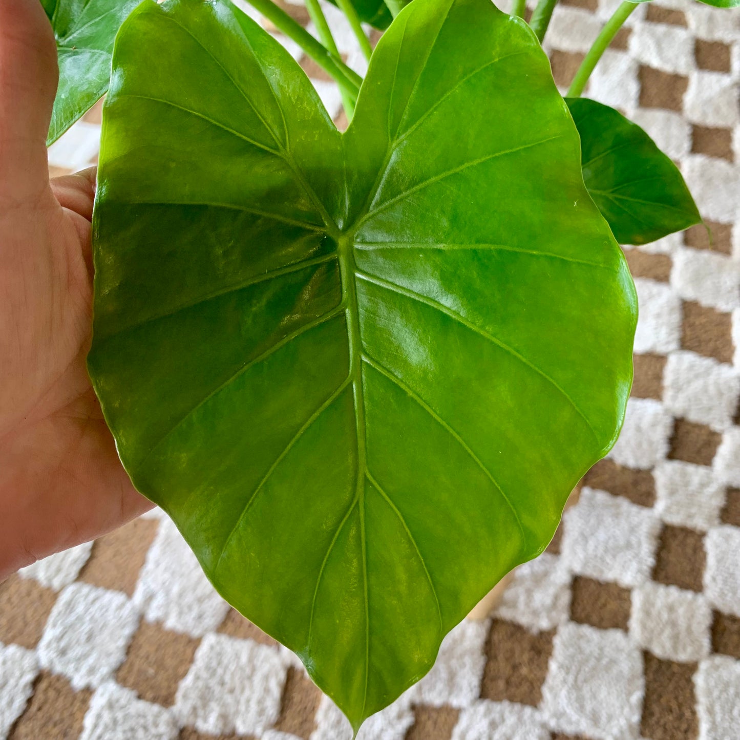 Alocasia Odora