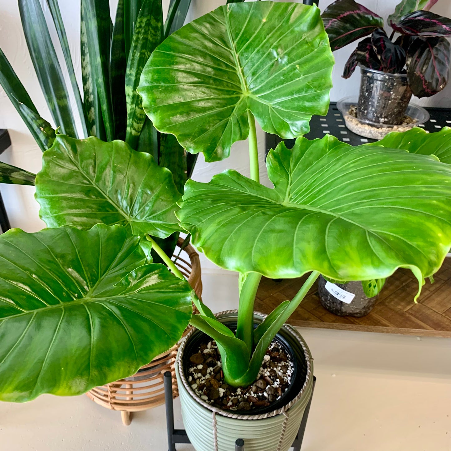 Alocasia Odora