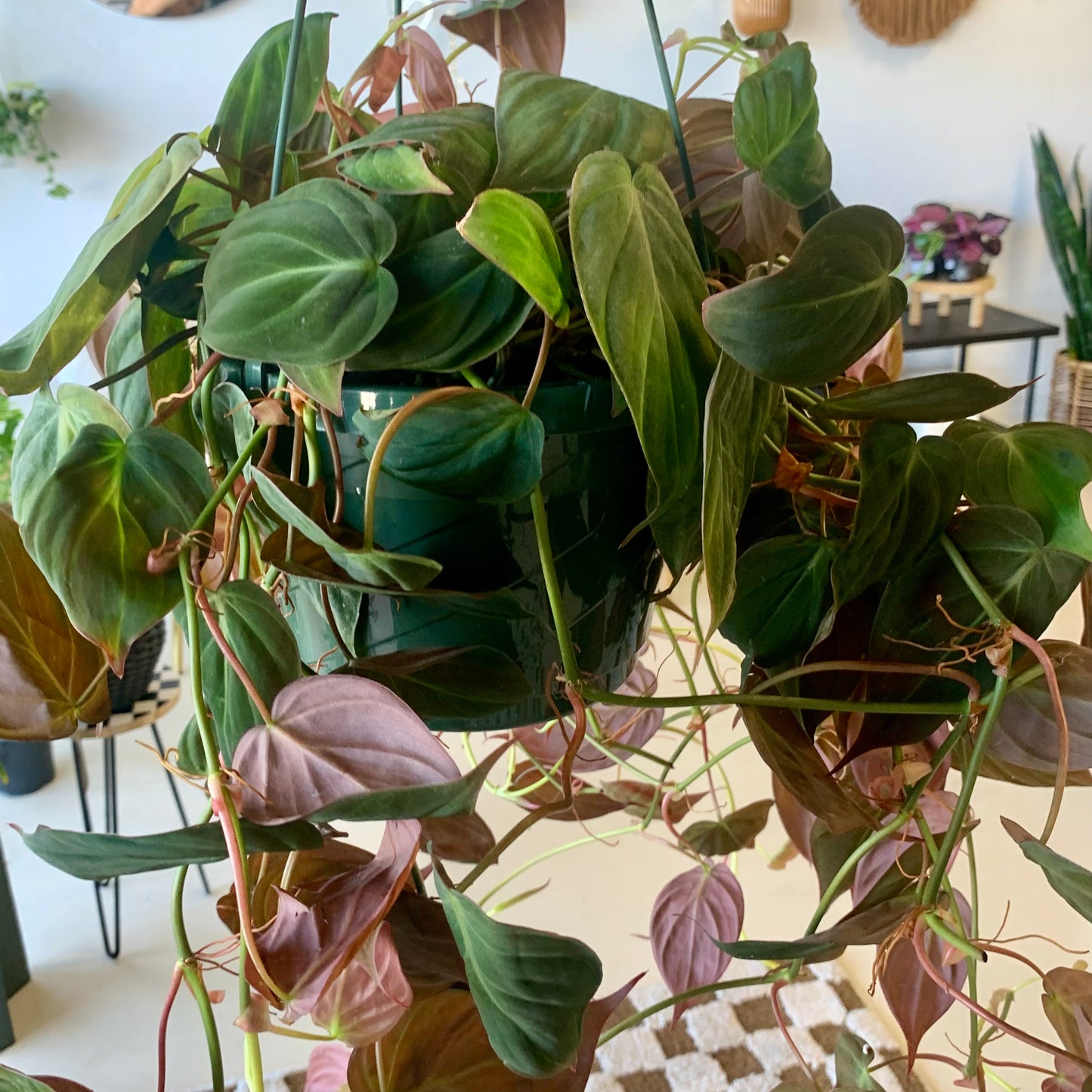 Philodendron Micans | Velvet Leaf
